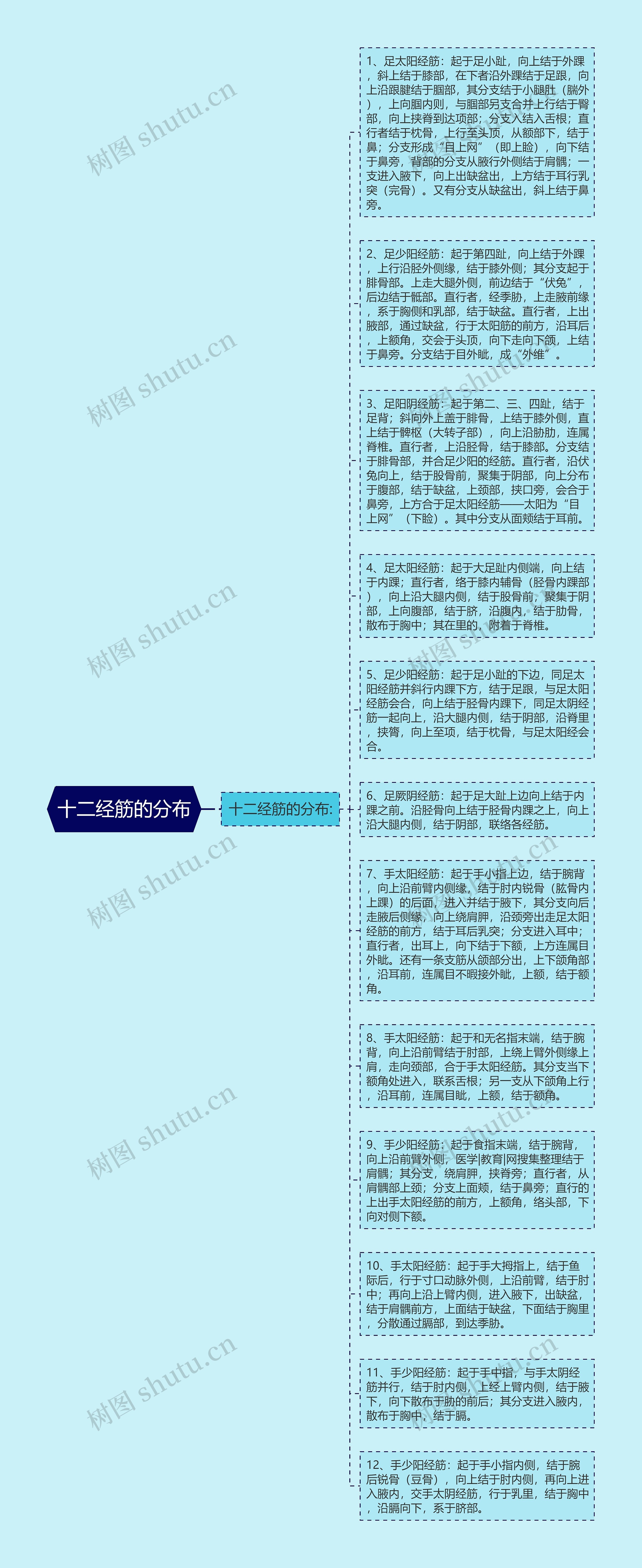 十二经筋的分布