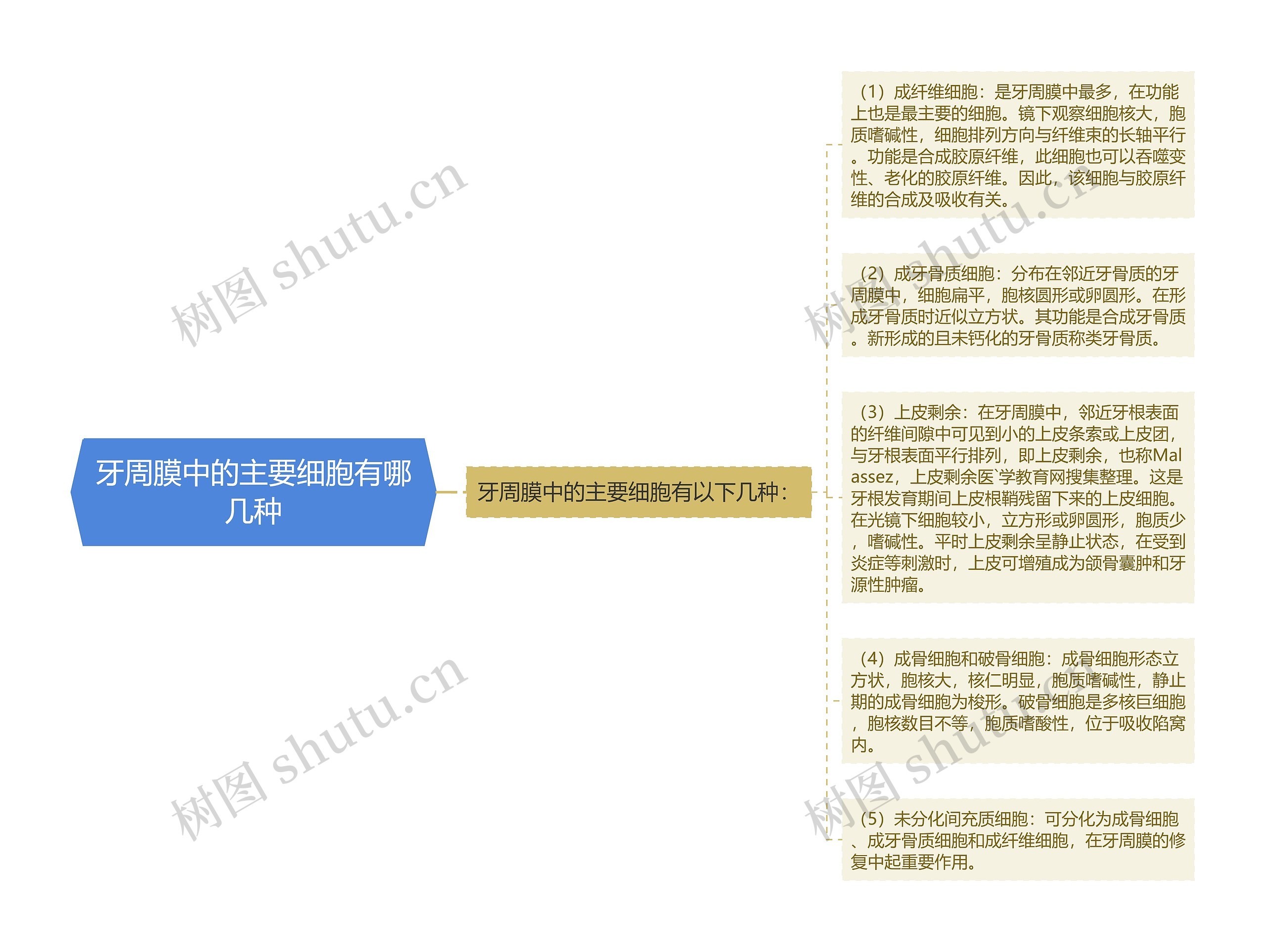 牙周膜中的主要细胞有哪几种思维导图