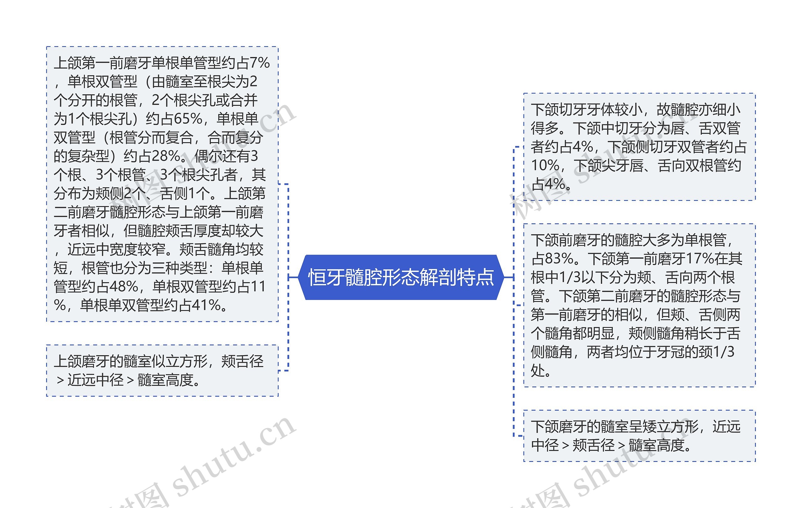 恒牙髓腔形态解剖特点