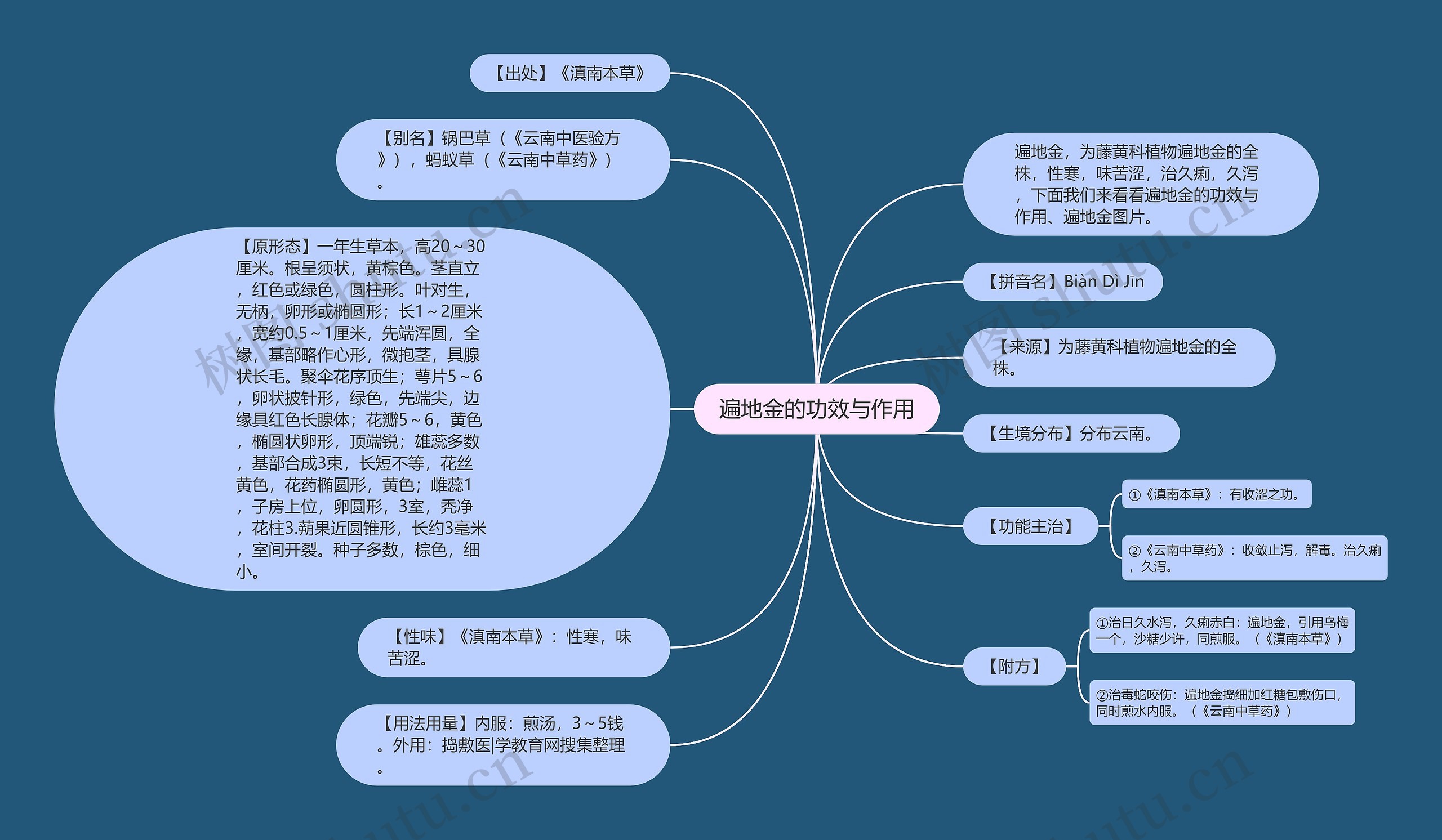 遍地金的功效与作用