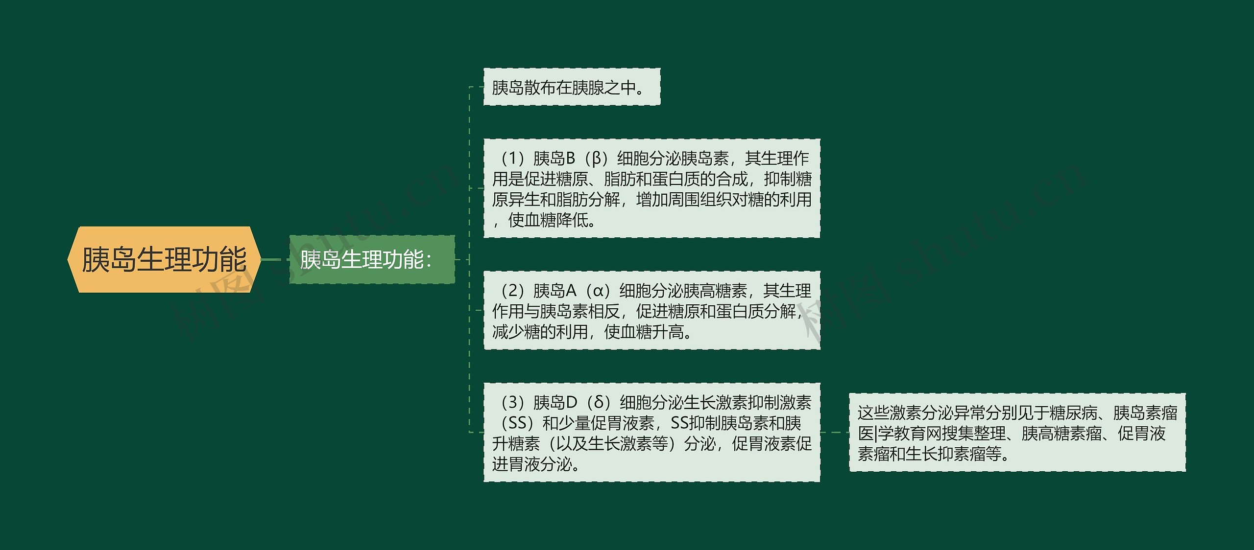 胰岛生理功能 胰岛生理功能