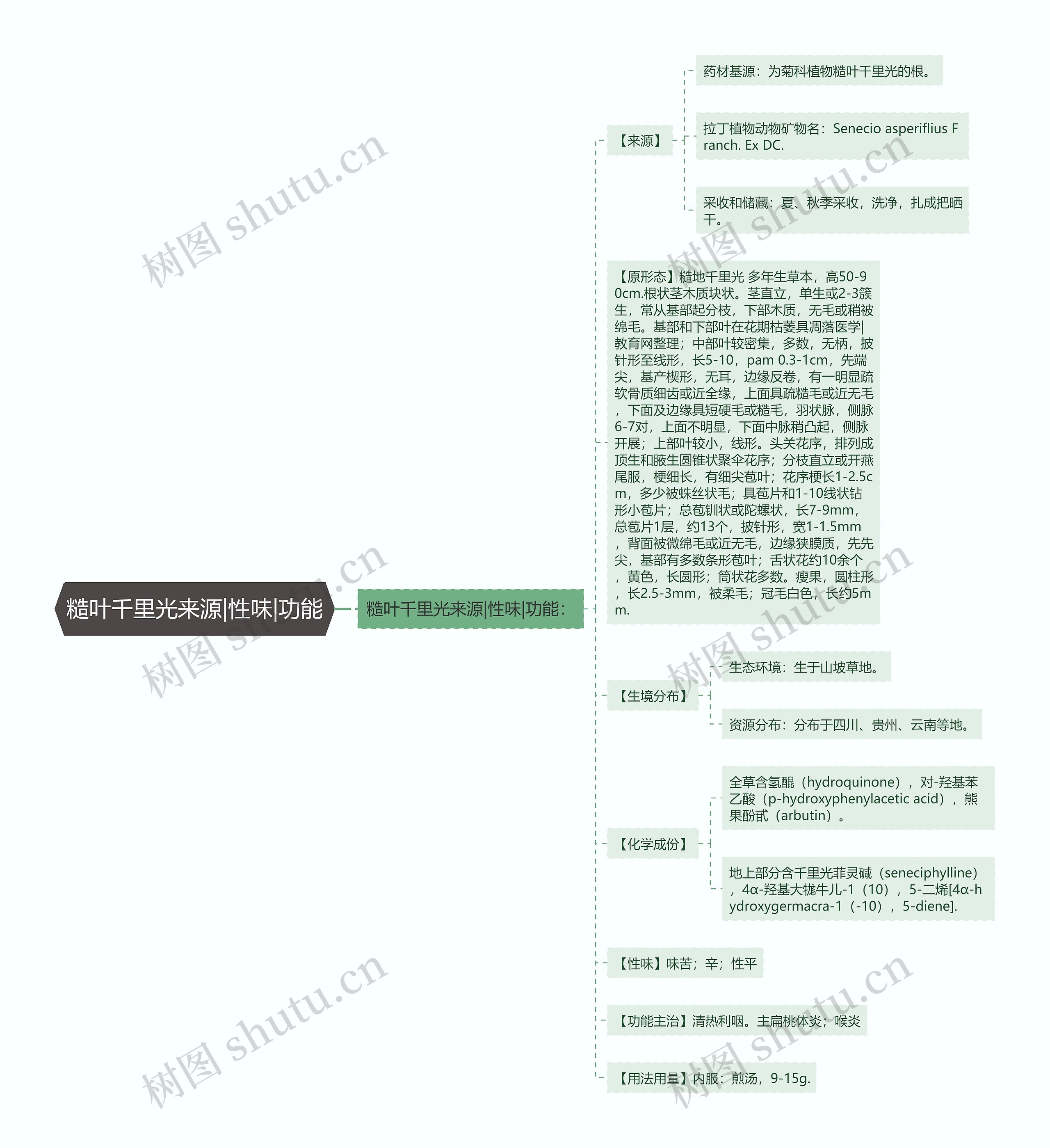 糙叶千里光来源|性味|功能思维导图