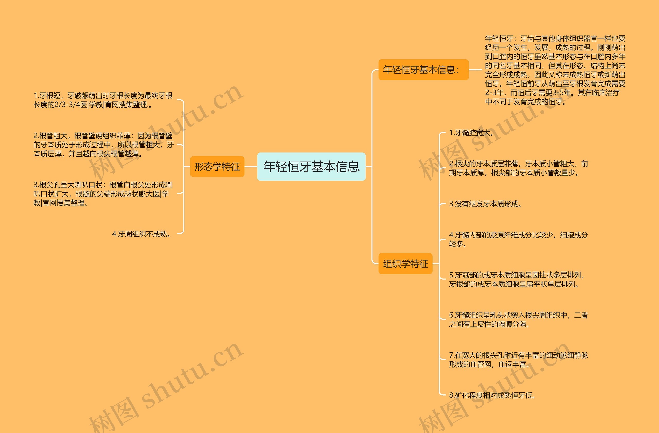 年轻恒牙基本信息思维导图