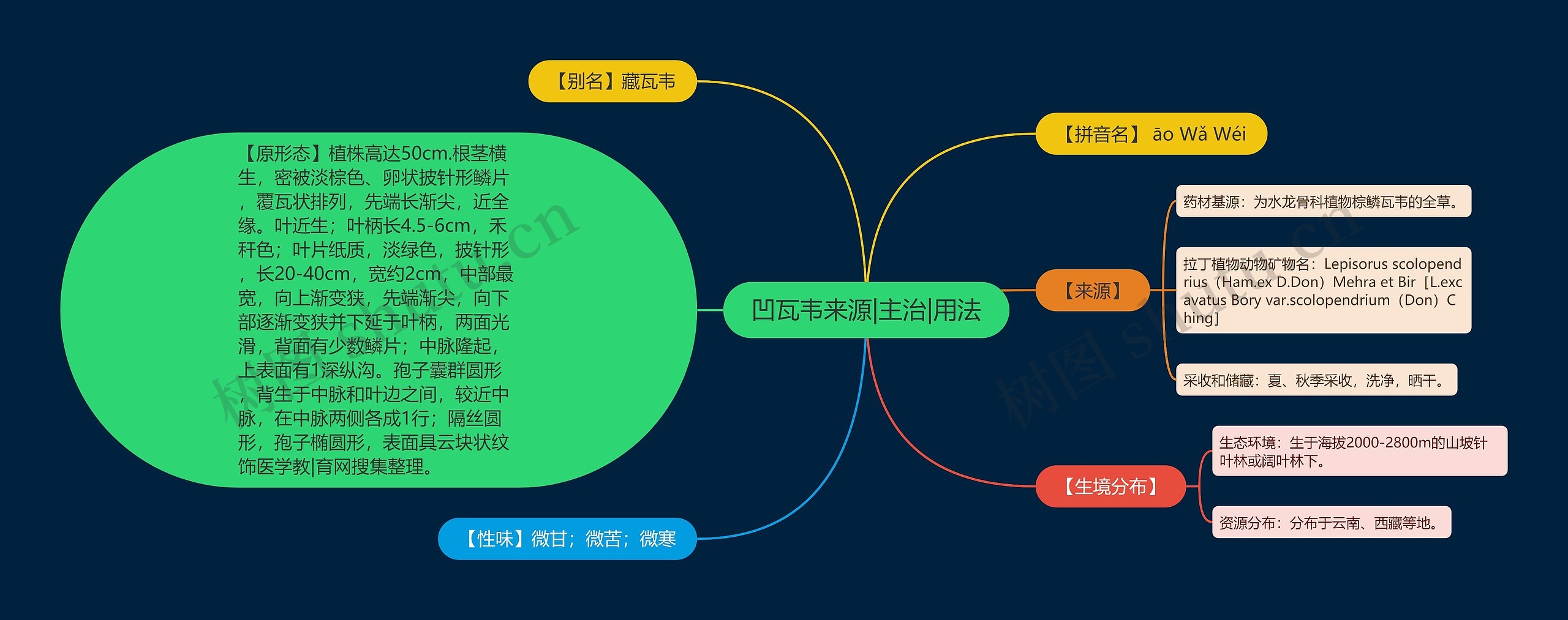 凹瓦韦来源|主治|用法