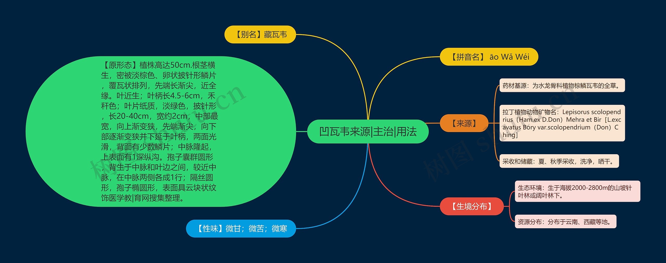 凹瓦韦来源|主治|用法思维导图