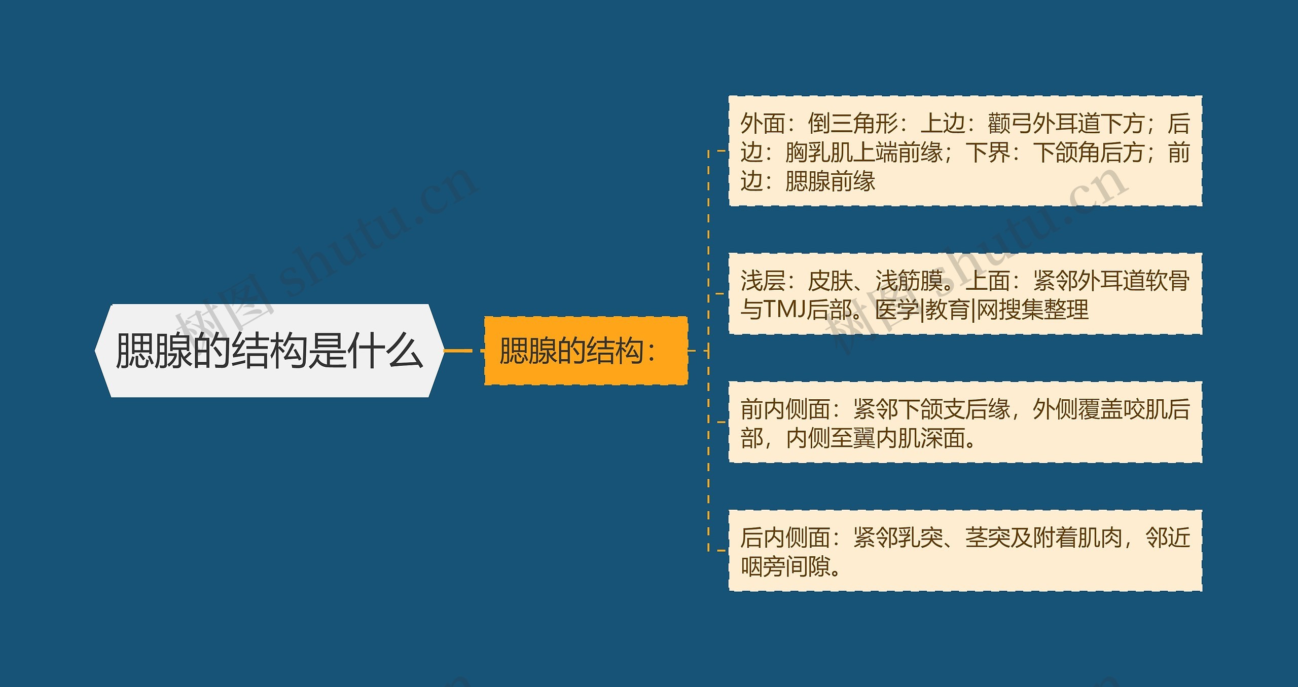 腮腺的结构是什么 腮腺的结构是什么