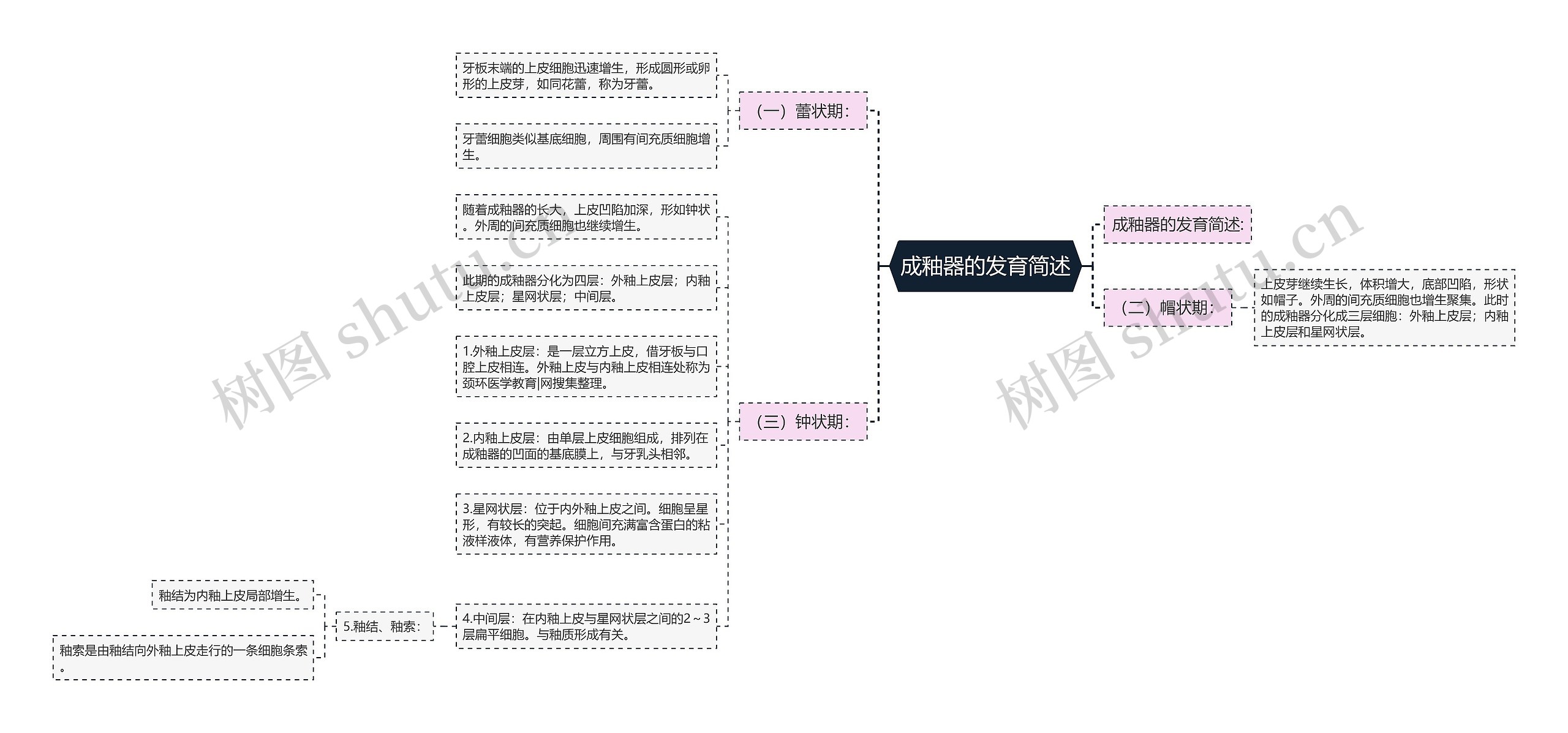 成釉器的发育简述思维导图