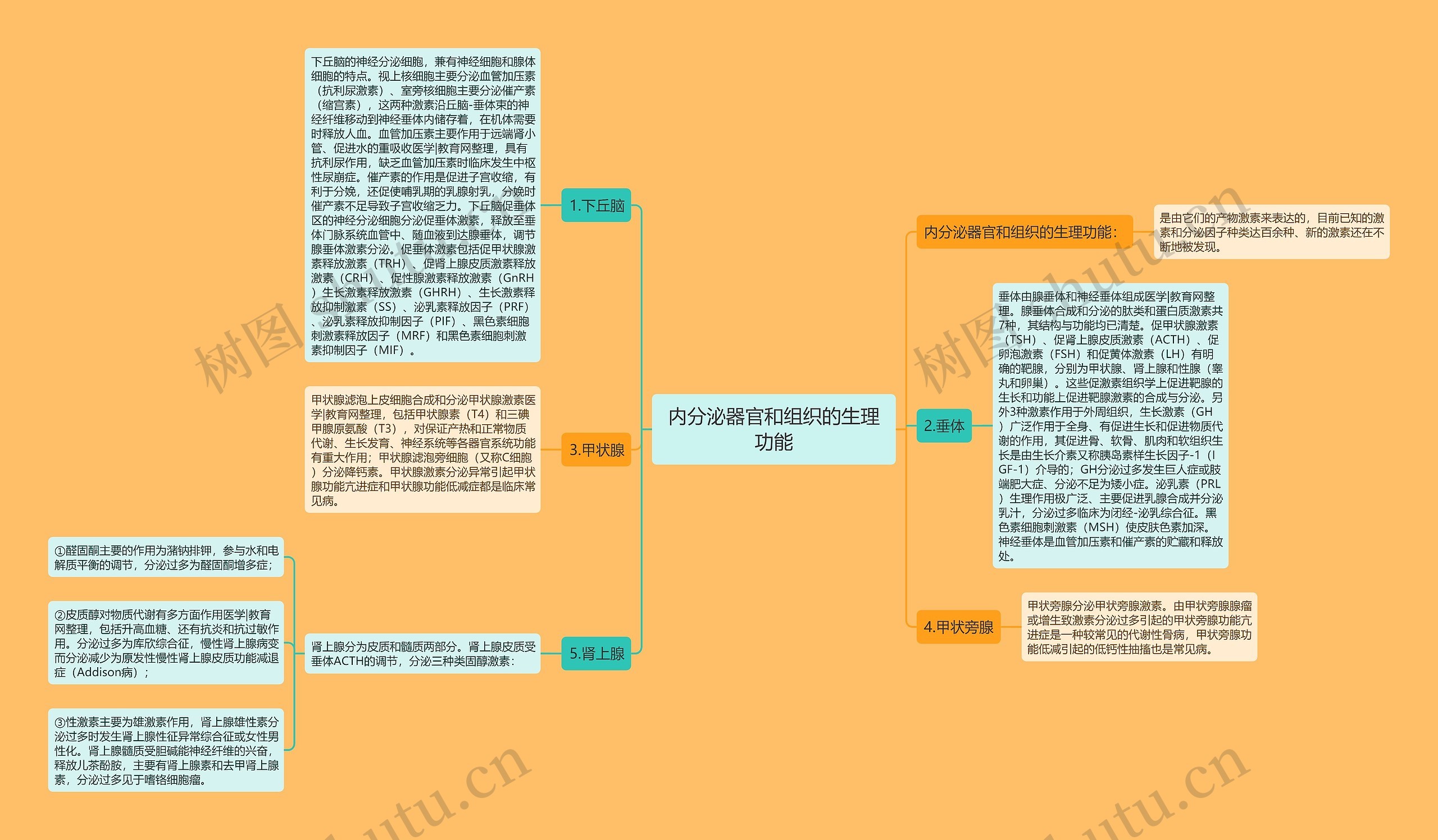 内分泌器官和组织的生理功能思维导图