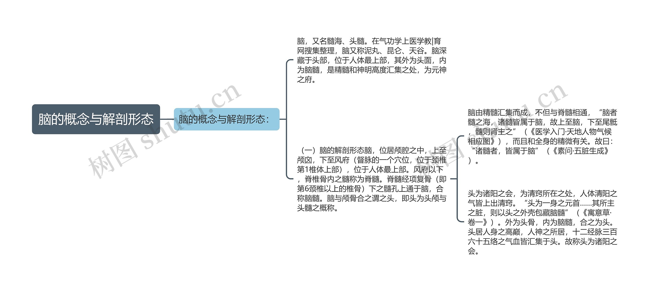 脑的概念与解剖形态思维导图