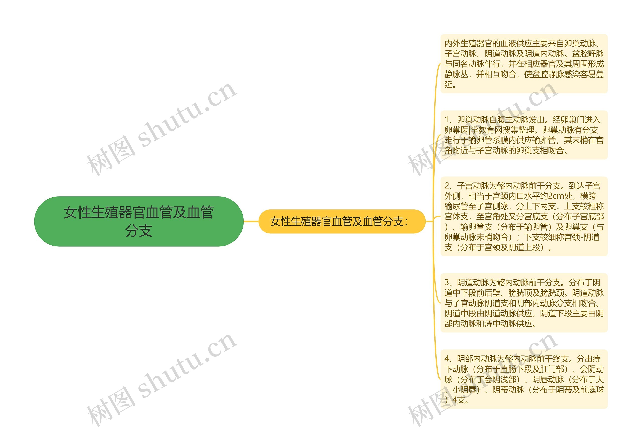 女性生殖器官血管及血管分支