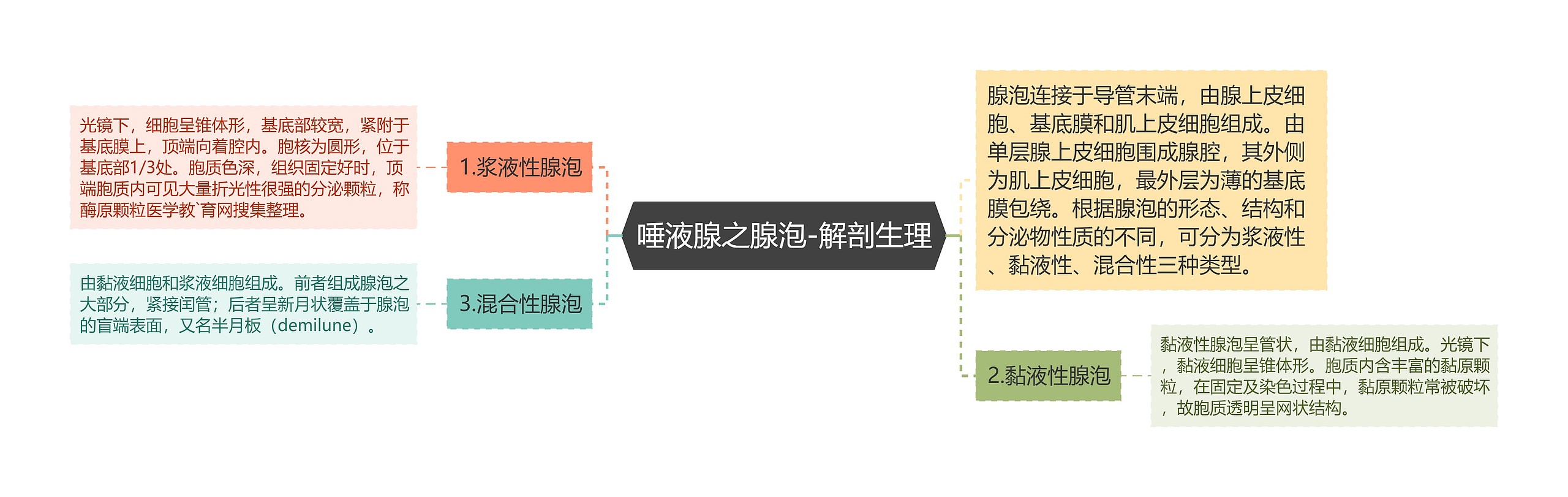 唾液腺之腺泡-解剖生理思维导图