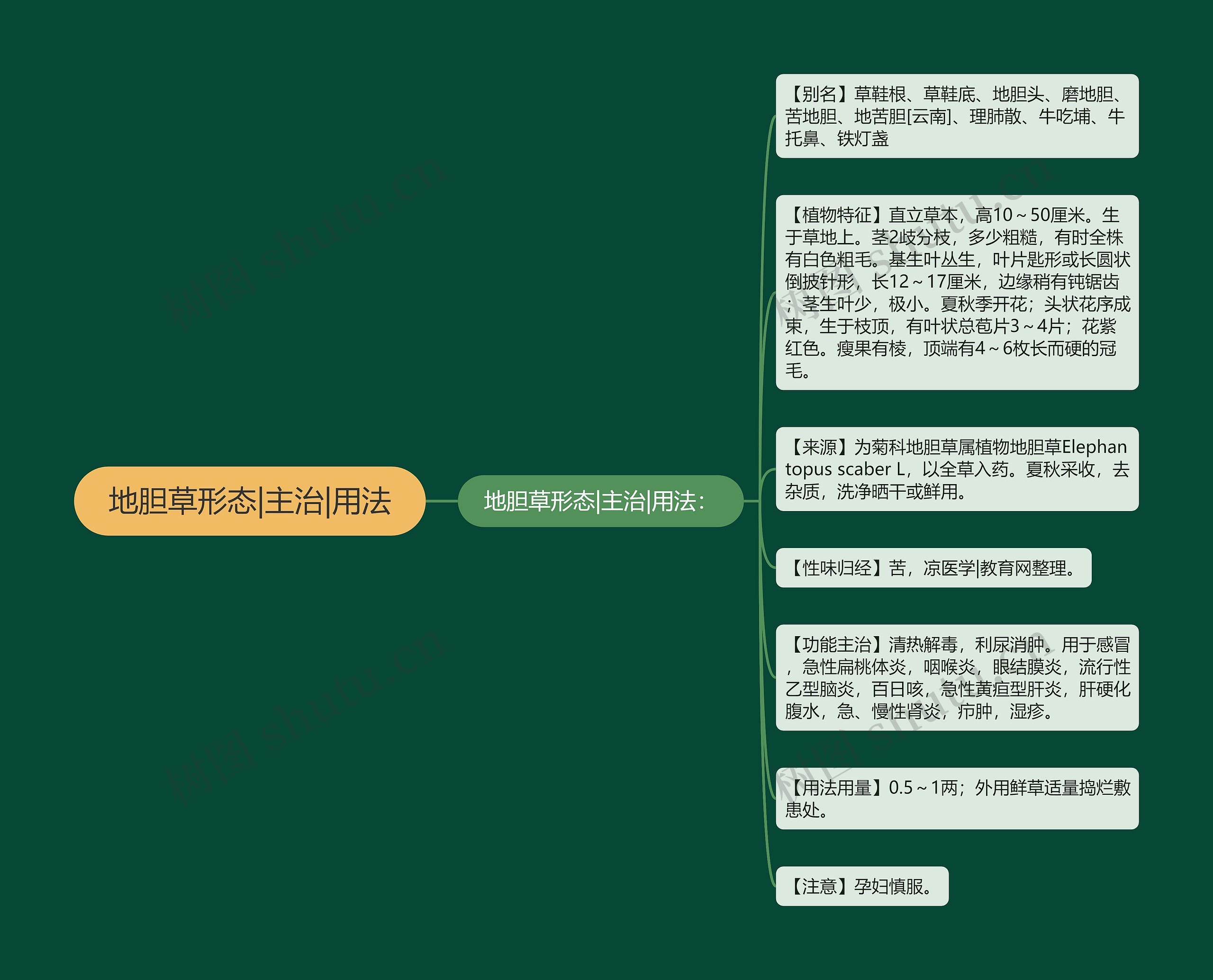 地胆草形态|主治|用法思维导图