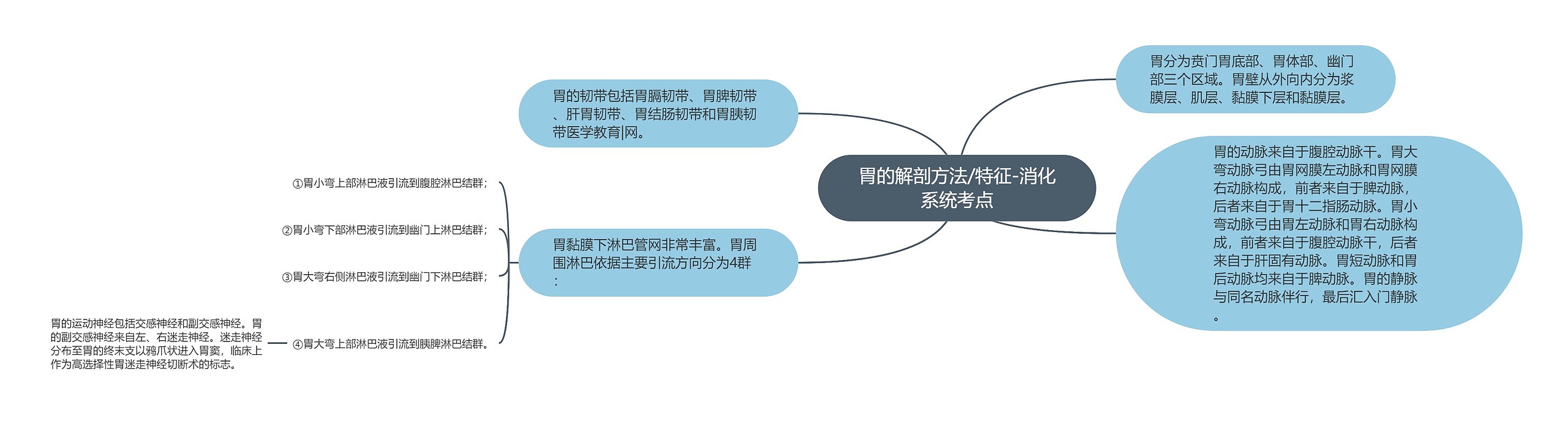 胃的解剖方法/特征-消化系统考点思维导图