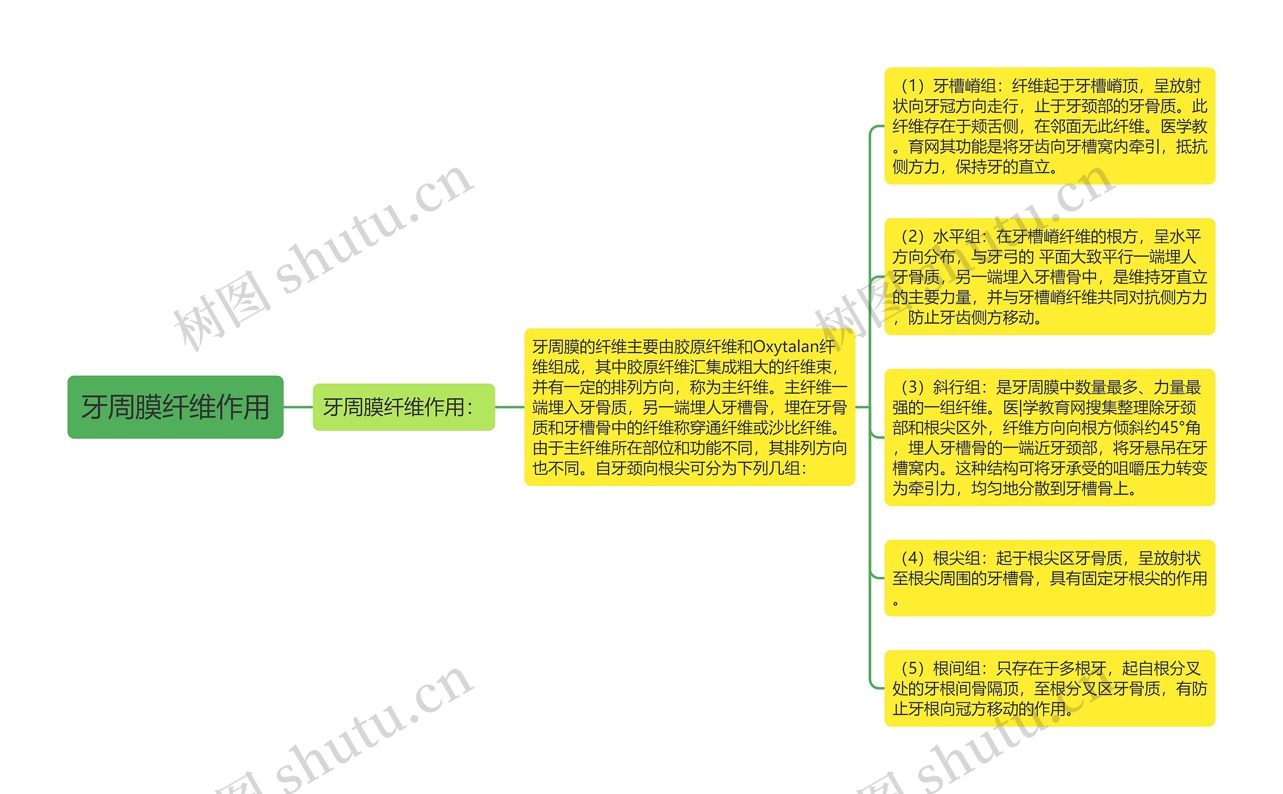 牙周膜纤维作用思维导图