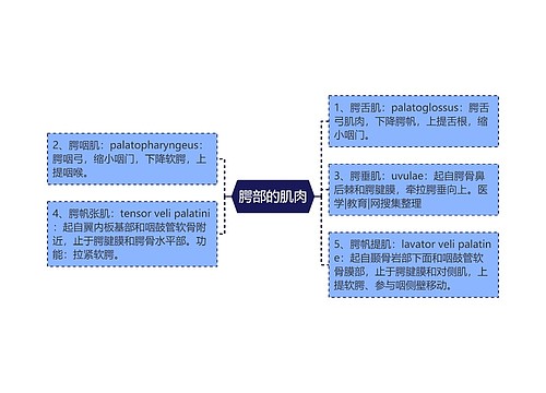 腭部的肌肉