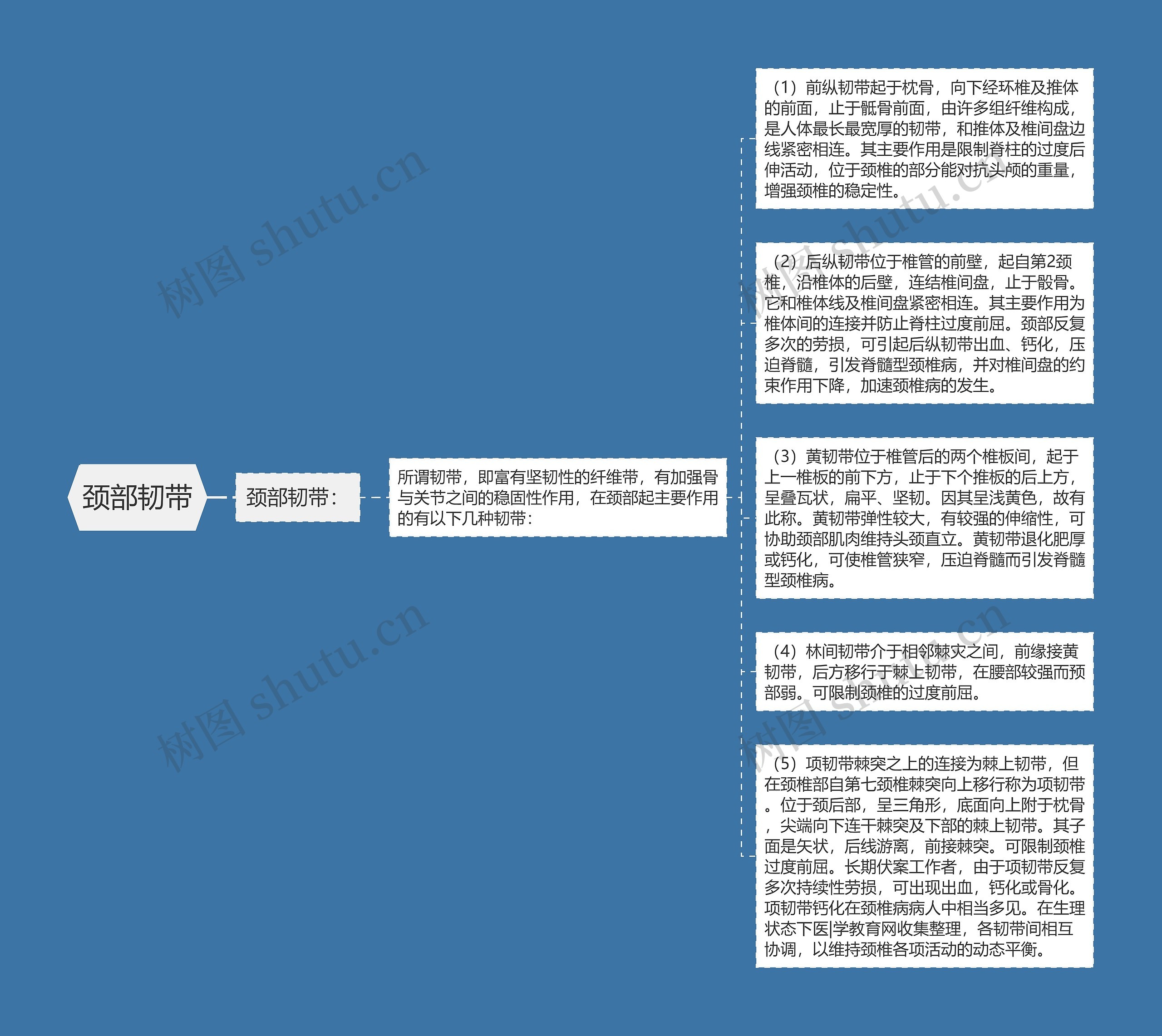 颈部韧带思维导图