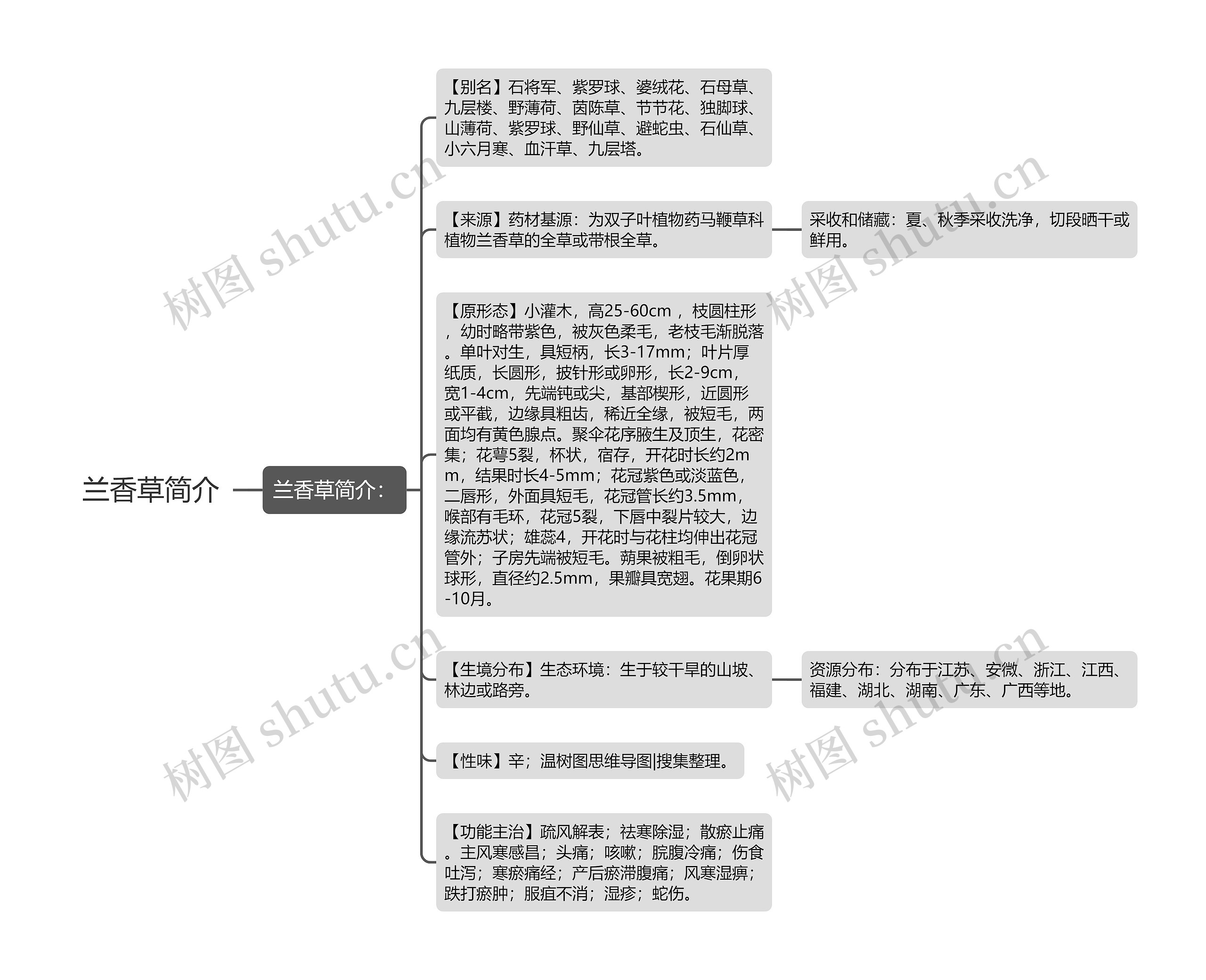 兰香草简介思维导图