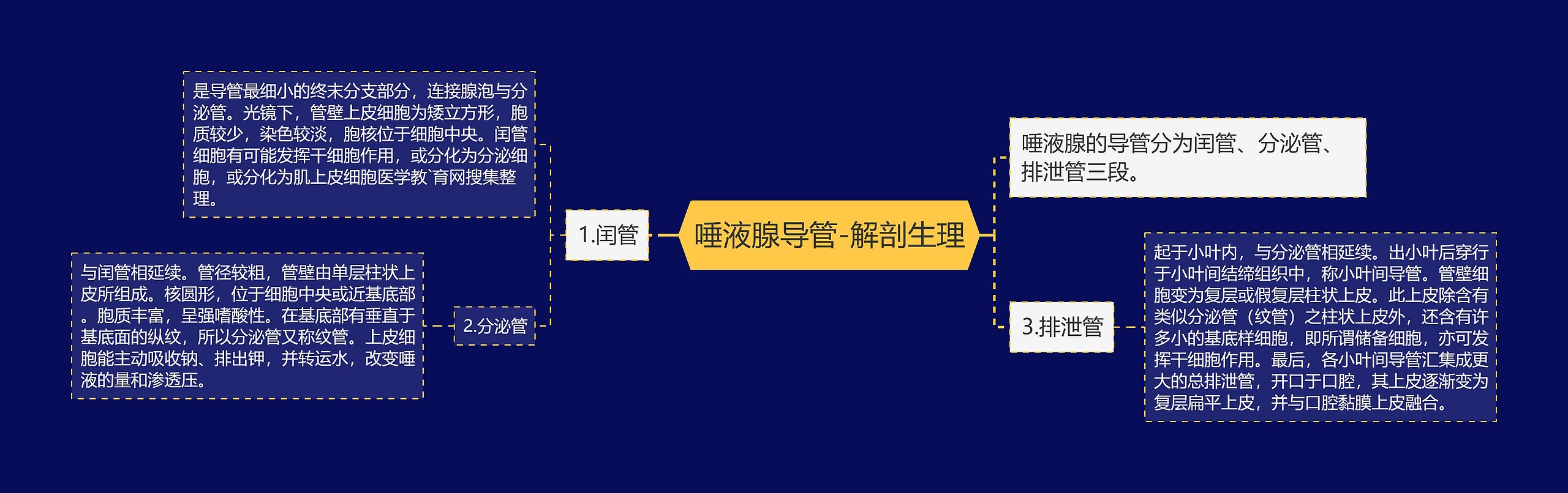 唾液腺导管-解剖生理思维导图