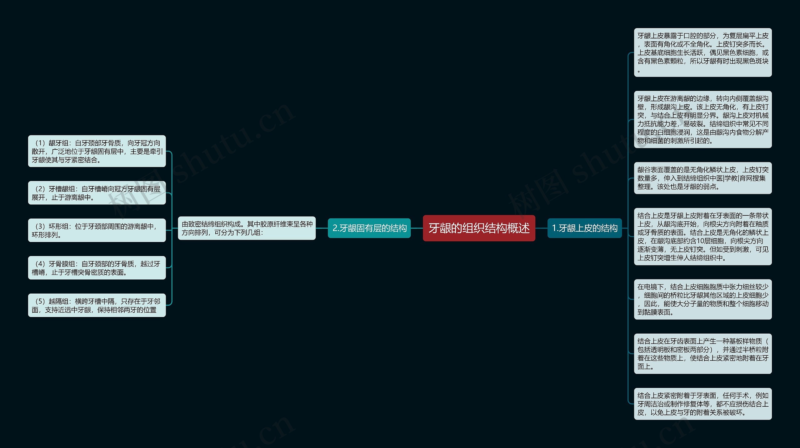 牙龈的组织结构概述 牙龈的组织结构概述
