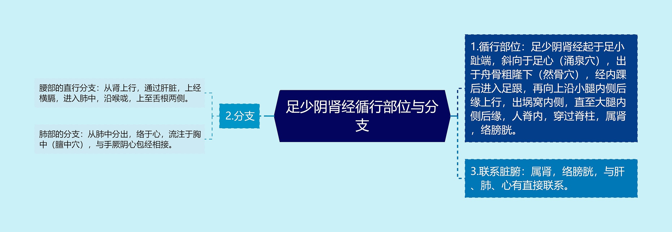 足少阴肾经循行部位与分支