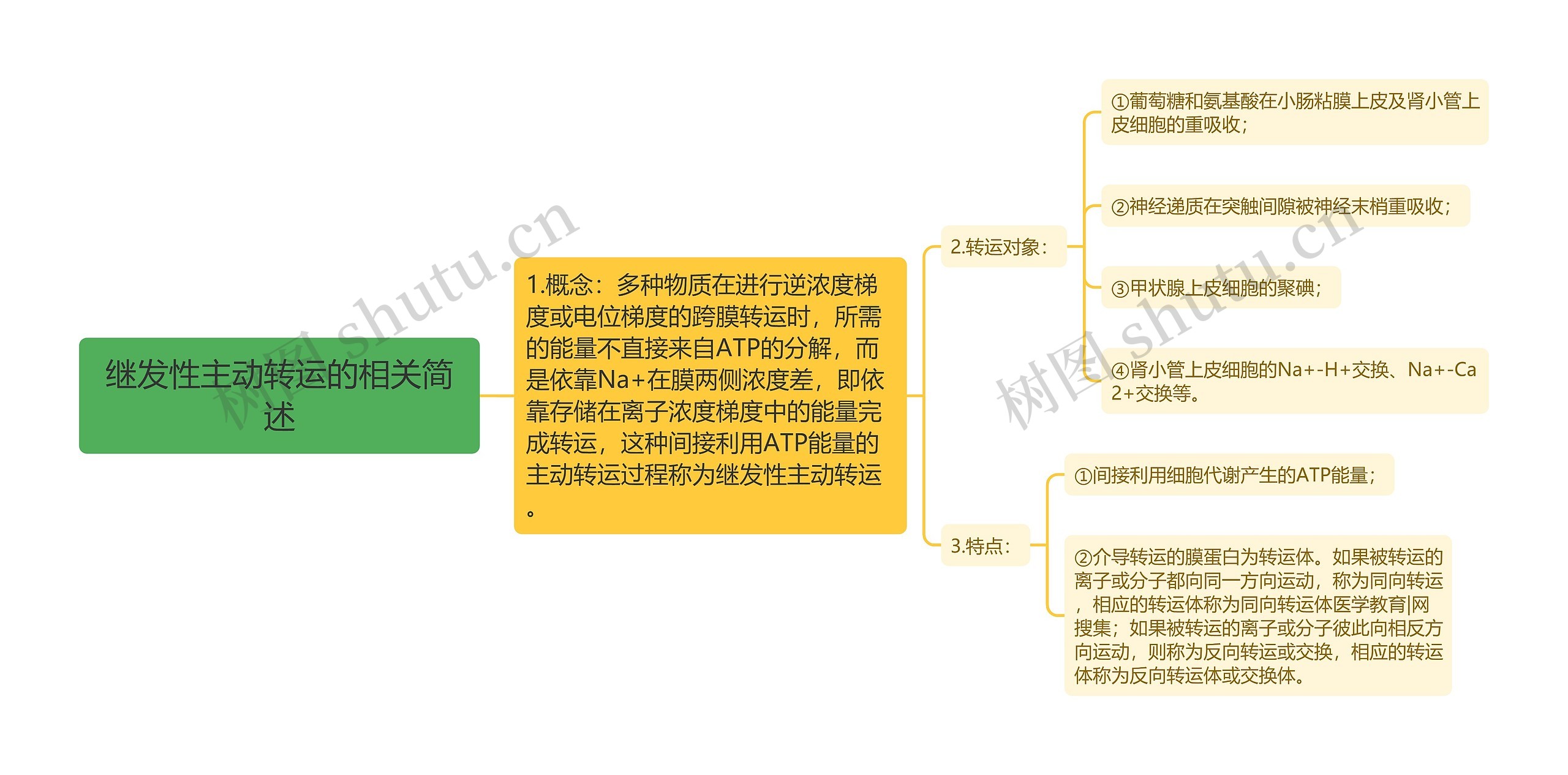 继发性主动转运的相关简述