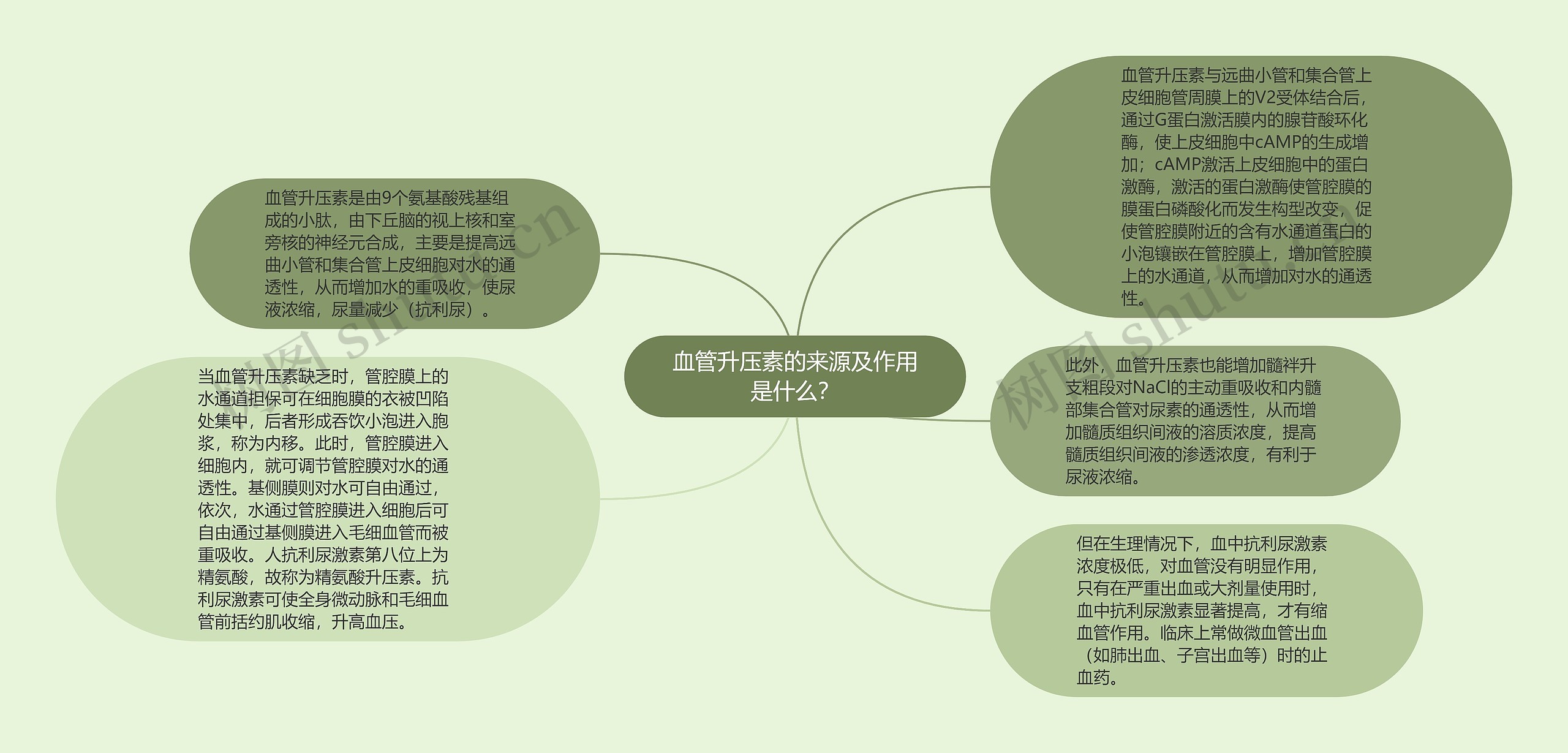 血管升压素的来源及作用是什么？思维导图