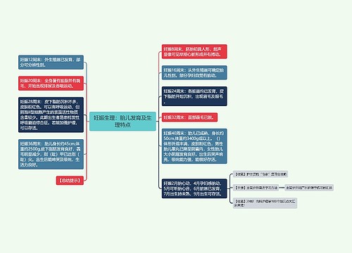 妊娠生理：胎儿发育及生理特点