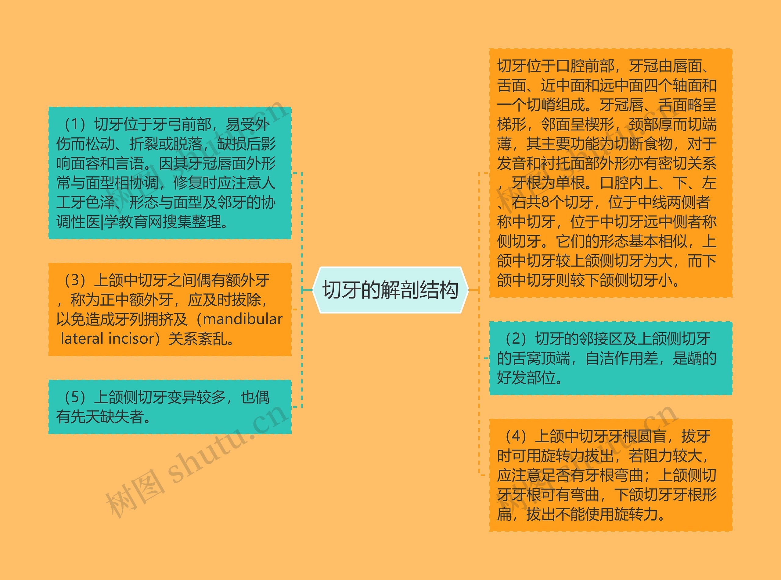 切牙的解剖结构思维导图