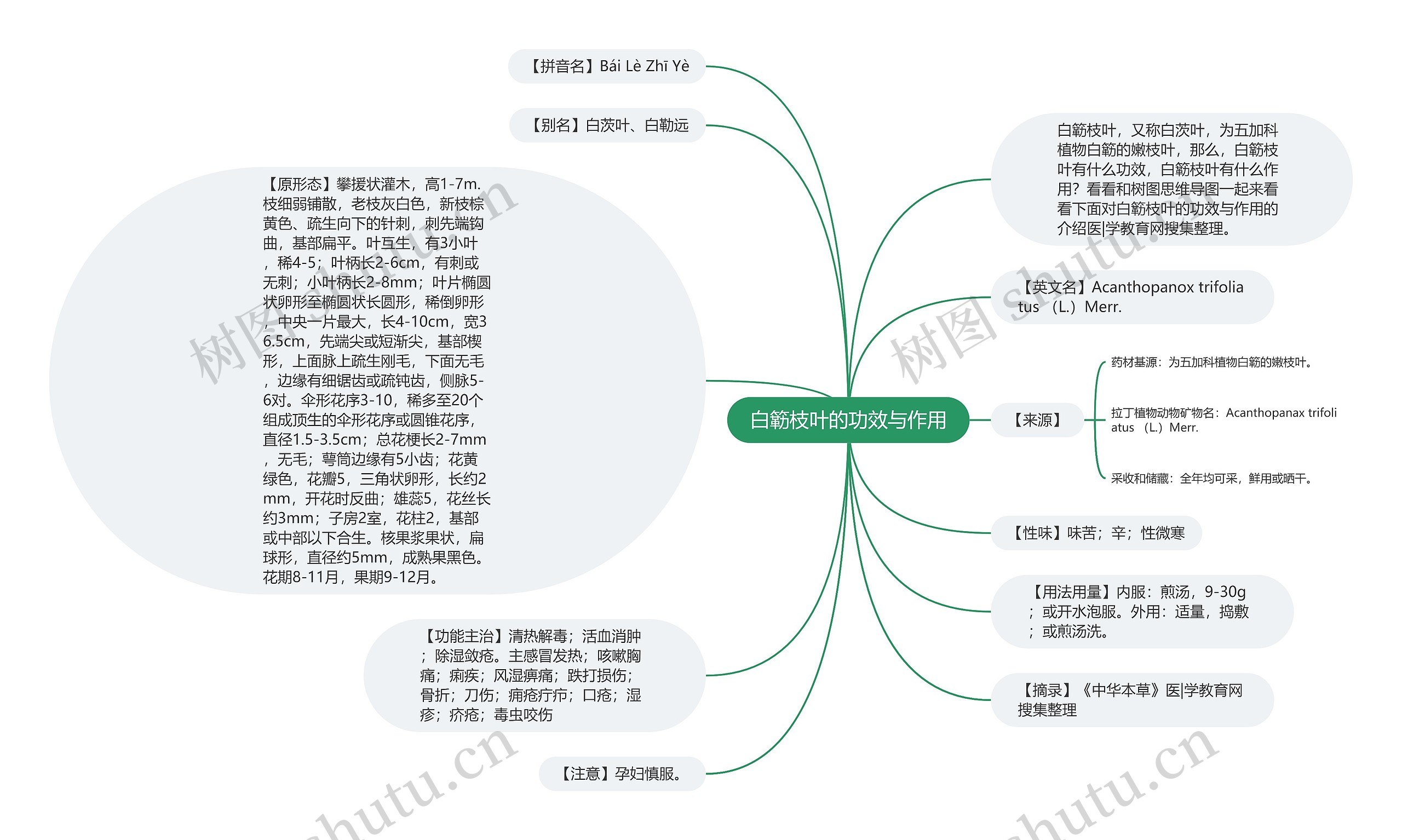 白簕枝叶的功效与作用