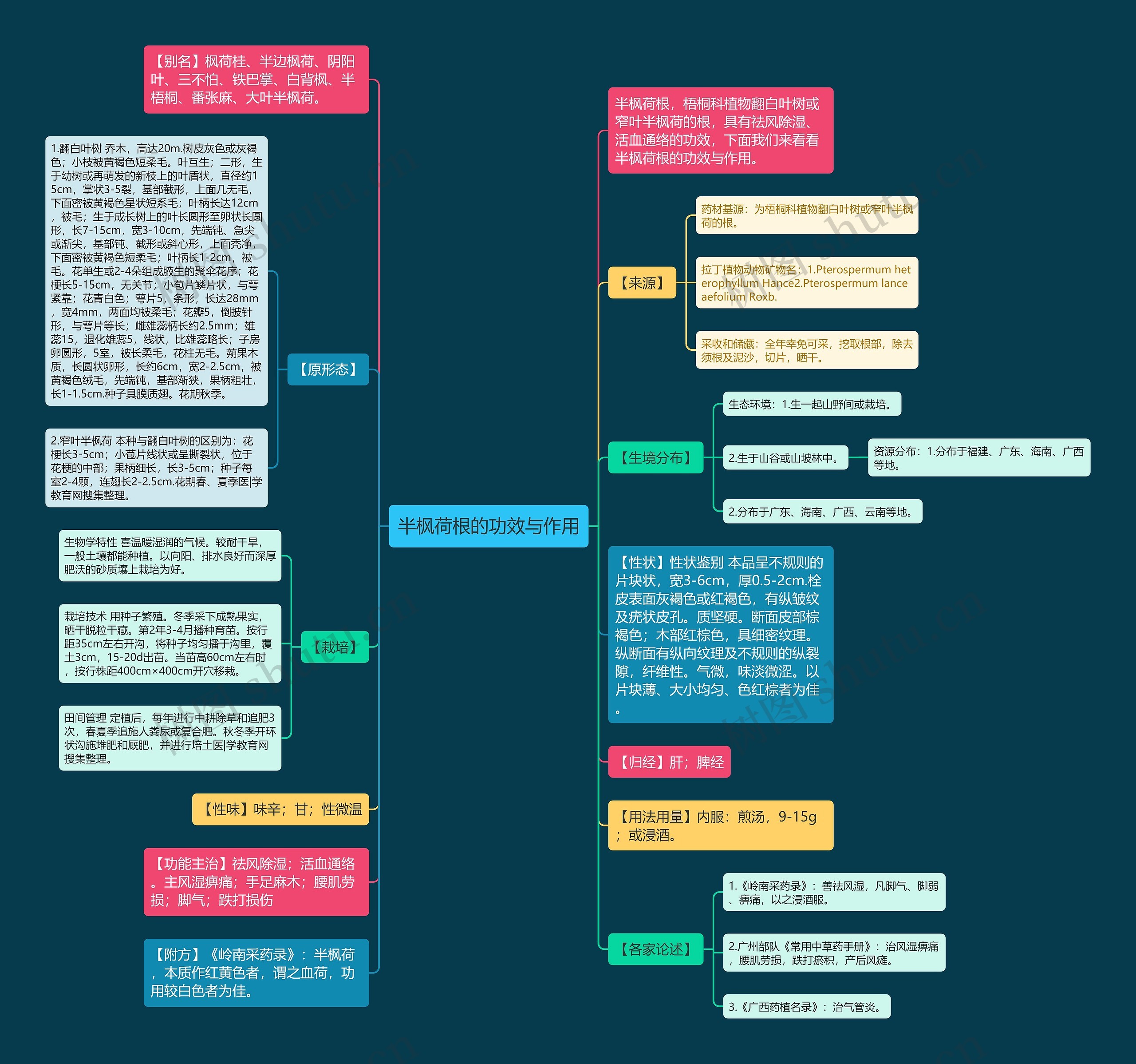 半枫荷根的功效与作用思维导图
