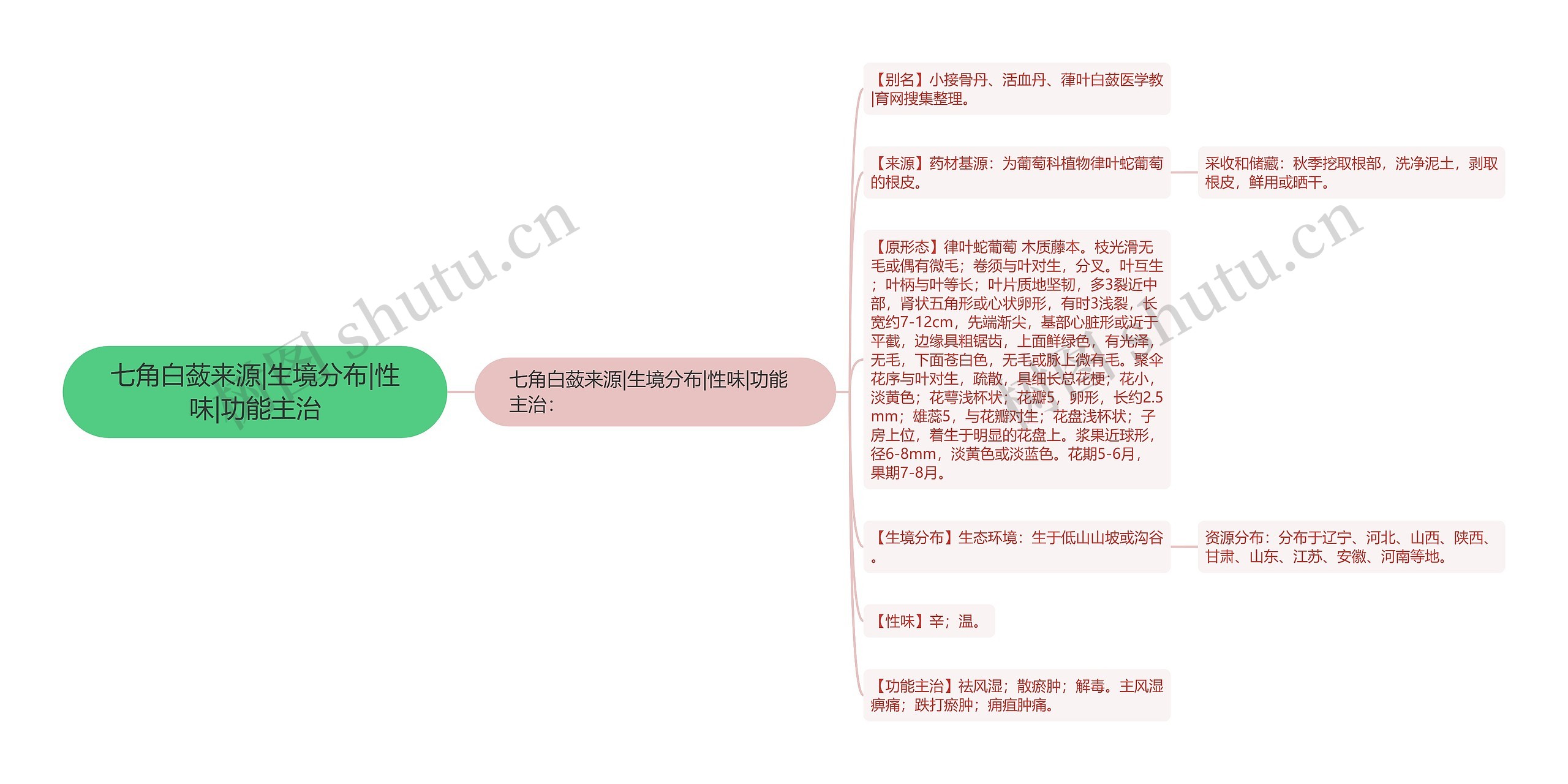 七角白蔹来源|生境分布|性味|功能主治 七角白蔹来源|生境分布|性味|功能主治