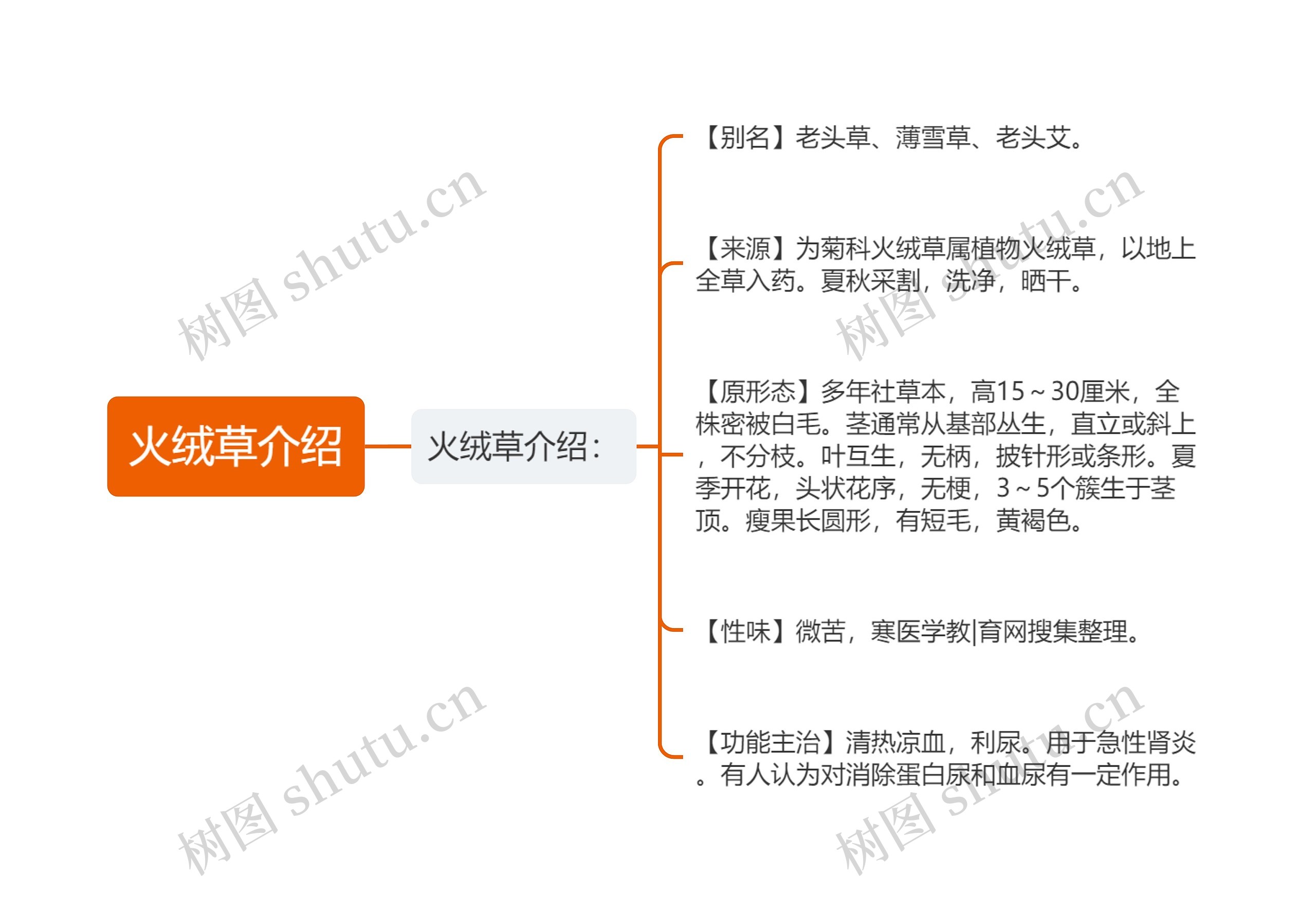 火绒草介绍思维导图