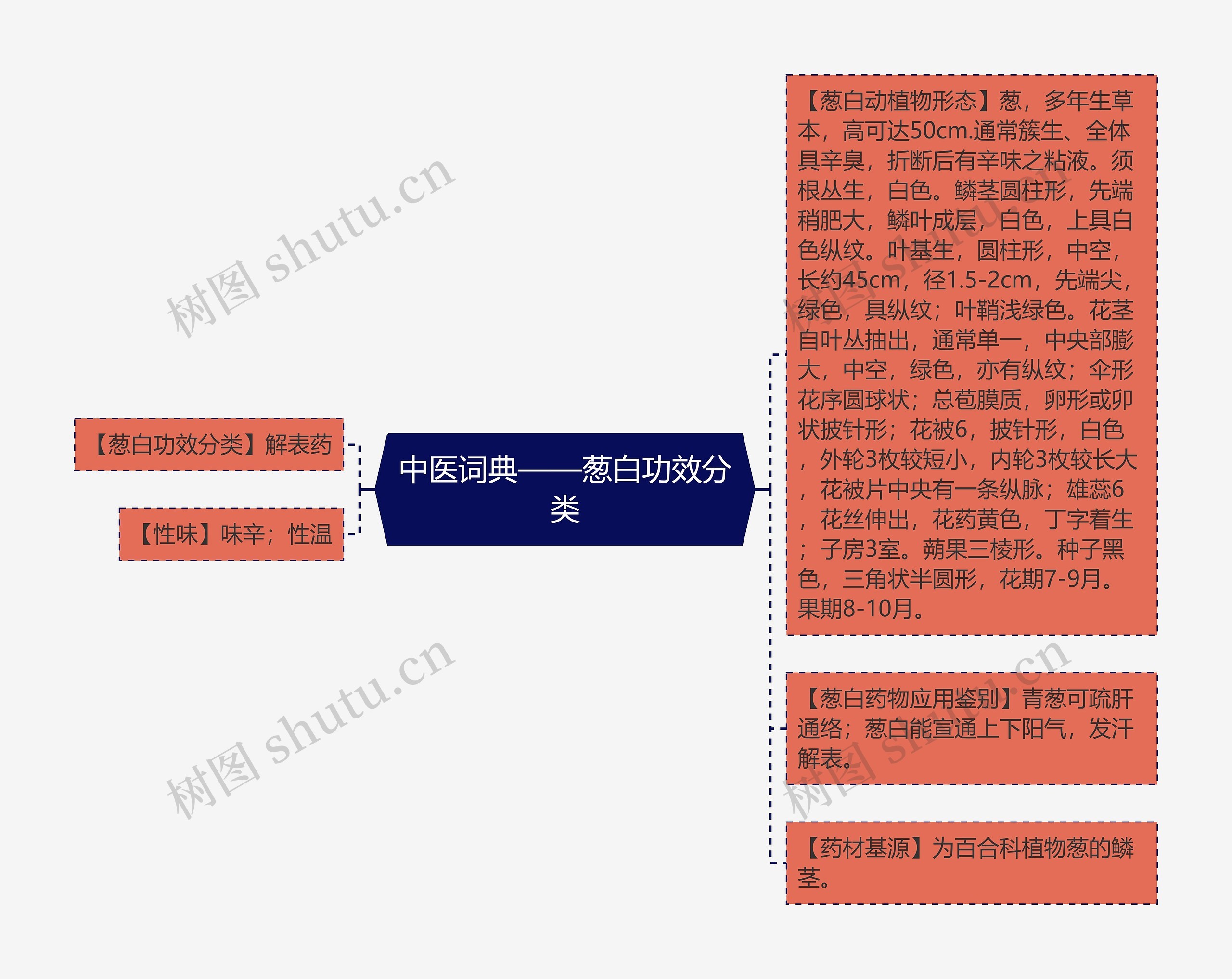 中医词典——葱白功效分类思维导图