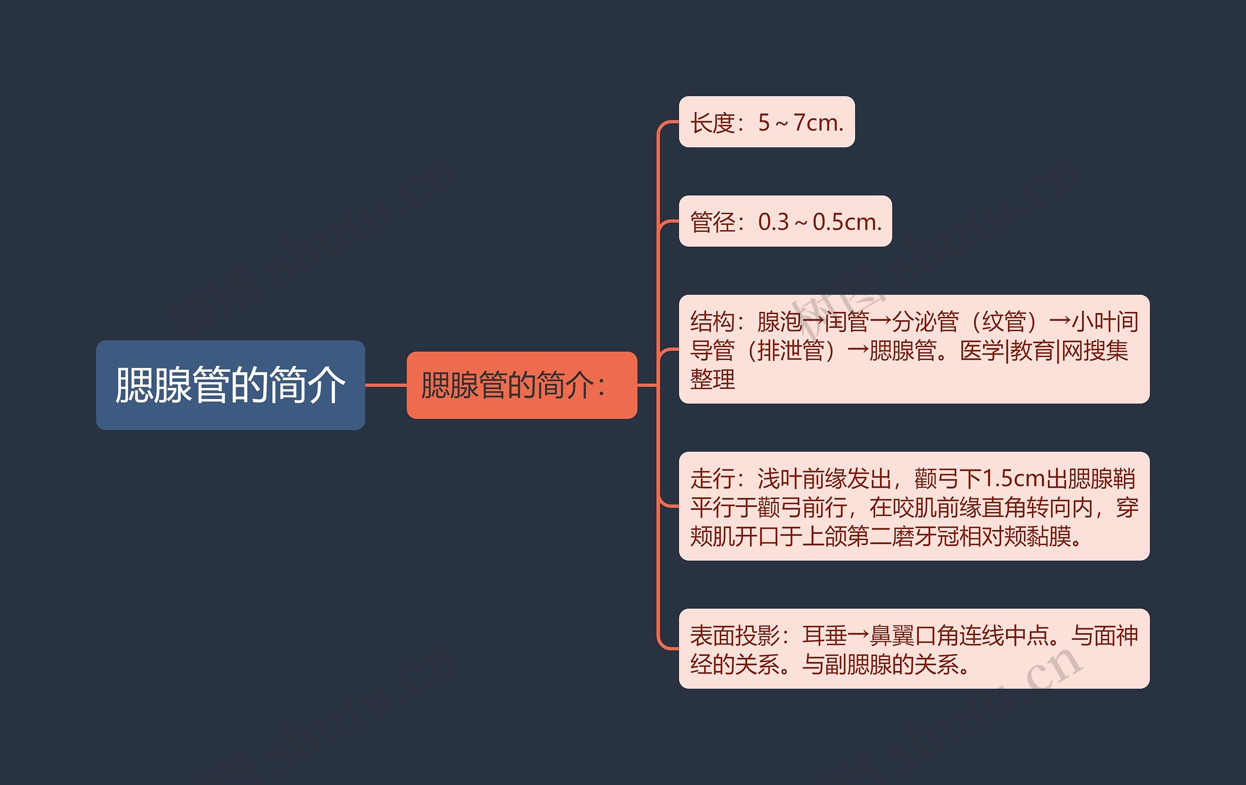 腮腺管的简介思维导图