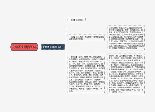 安息香来源|原形态