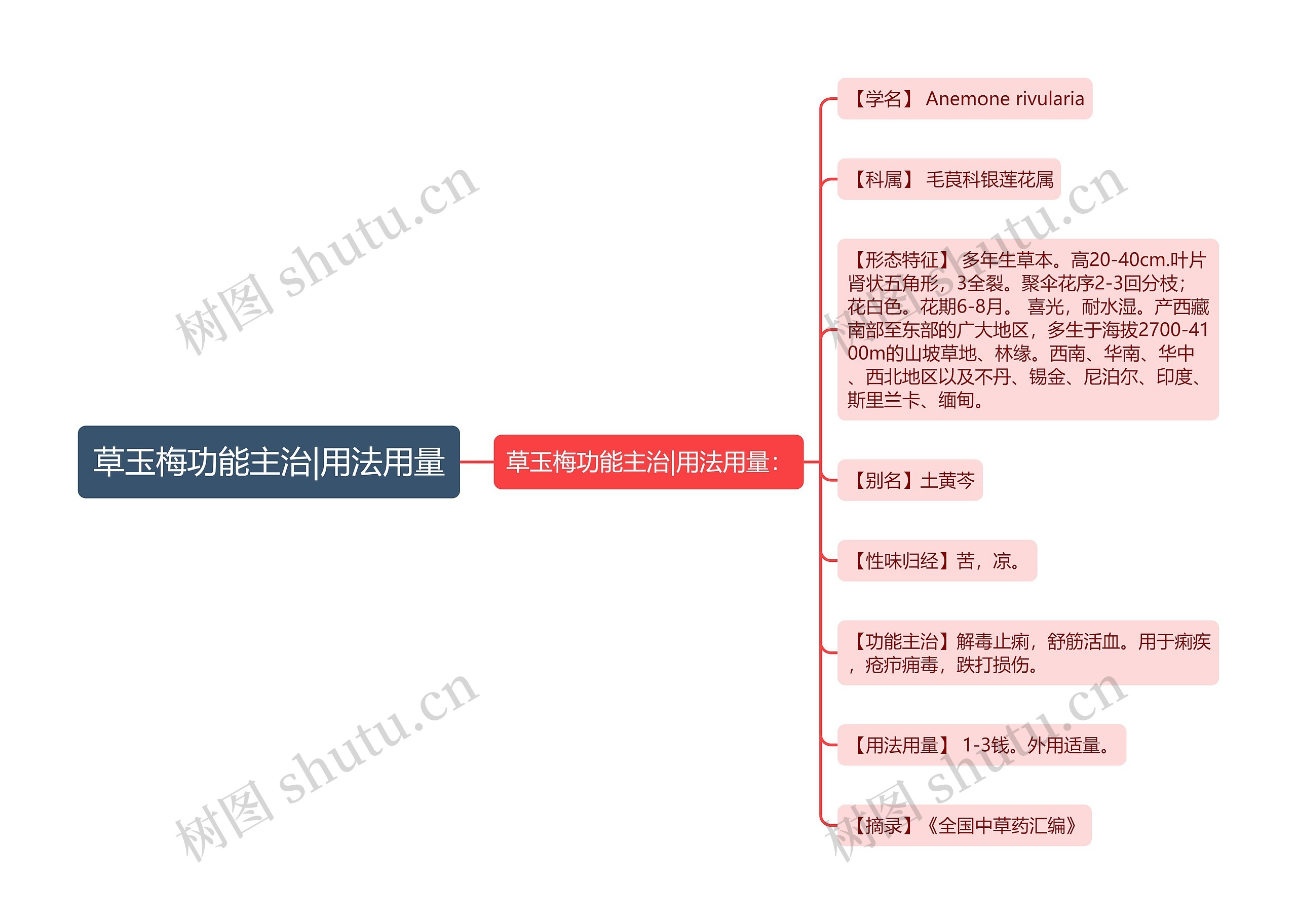 草玉梅功能主治|用法用量思维导图