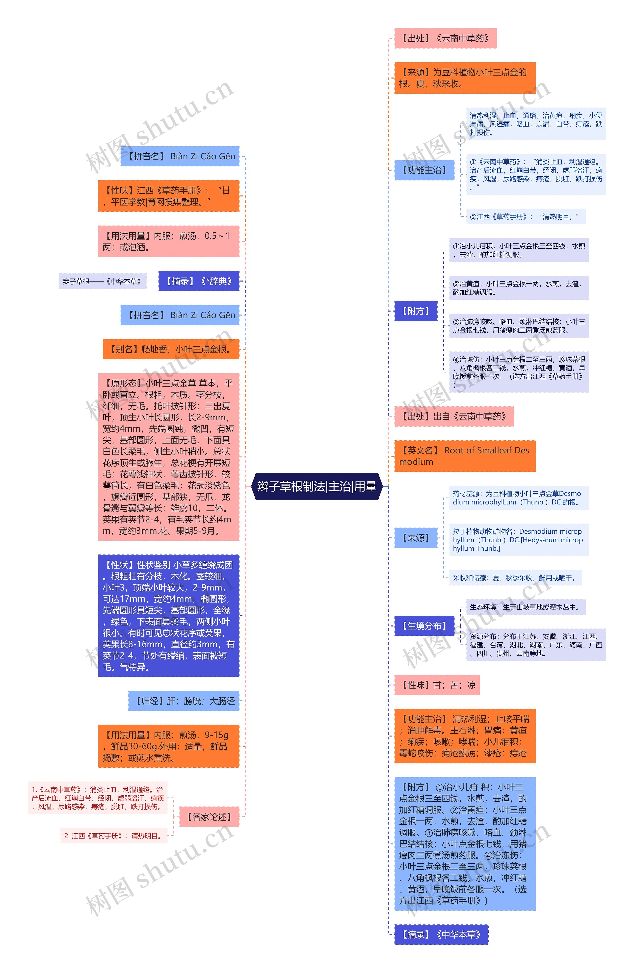 辫子草根制法|主治|用量思维导图