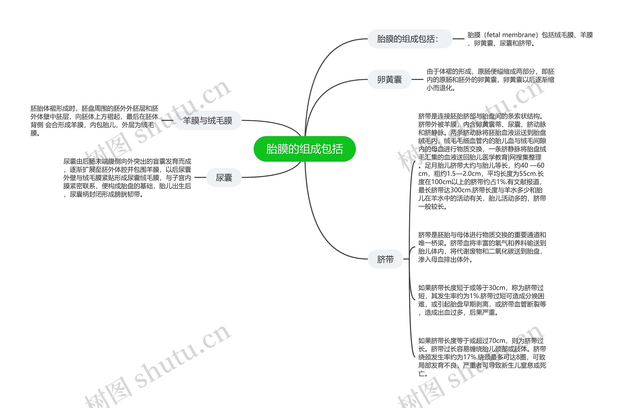 胎膜的组成包括