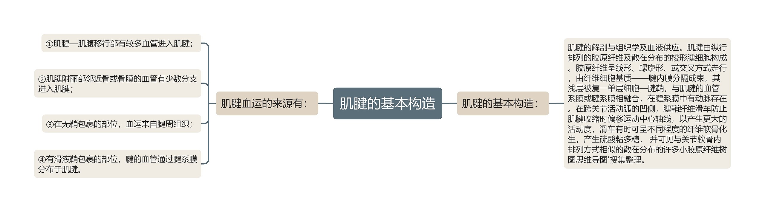 肌腱的基本构造 肌腱的基本构造