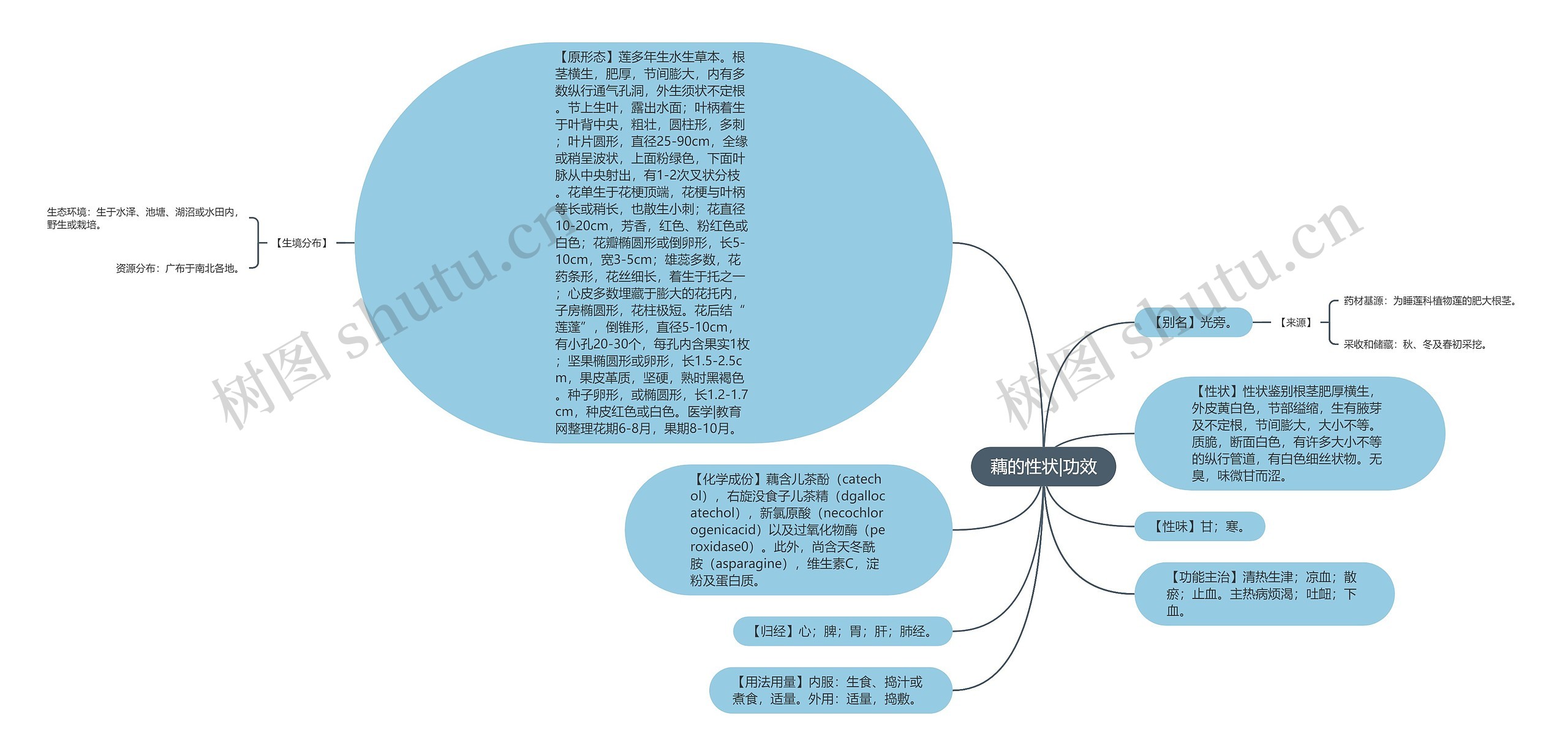 藕的性状|功效思维导图