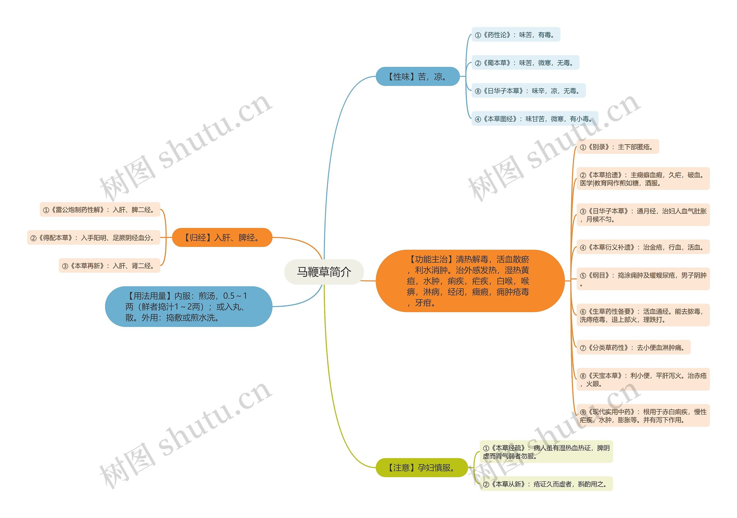 马鞭草简介思维导图