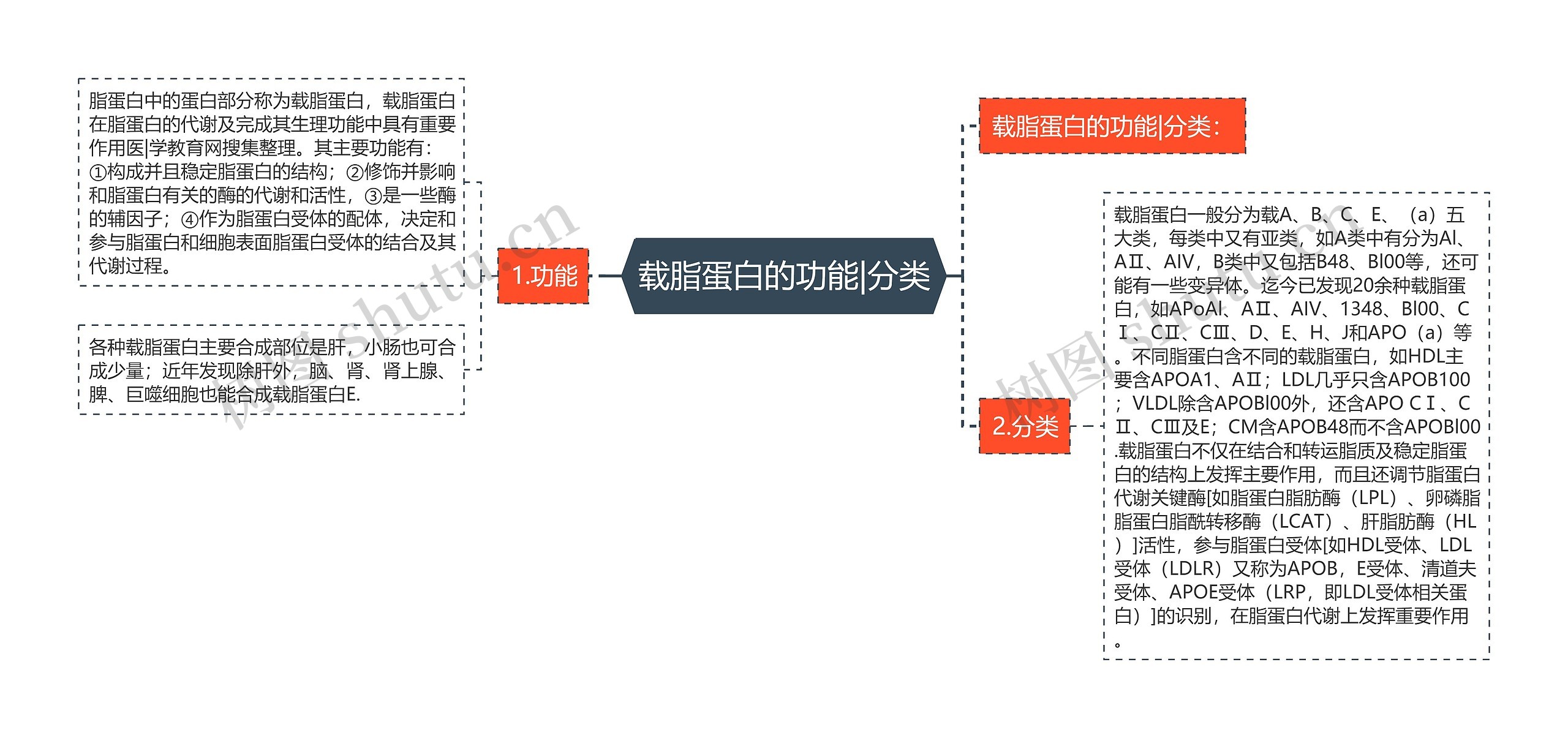 载脂蛋白的功能|分类思维导图