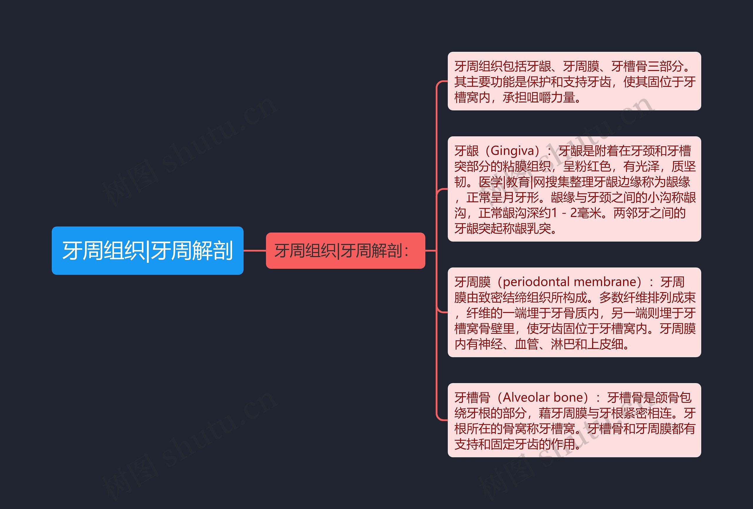 牙周组织|牙周解剖