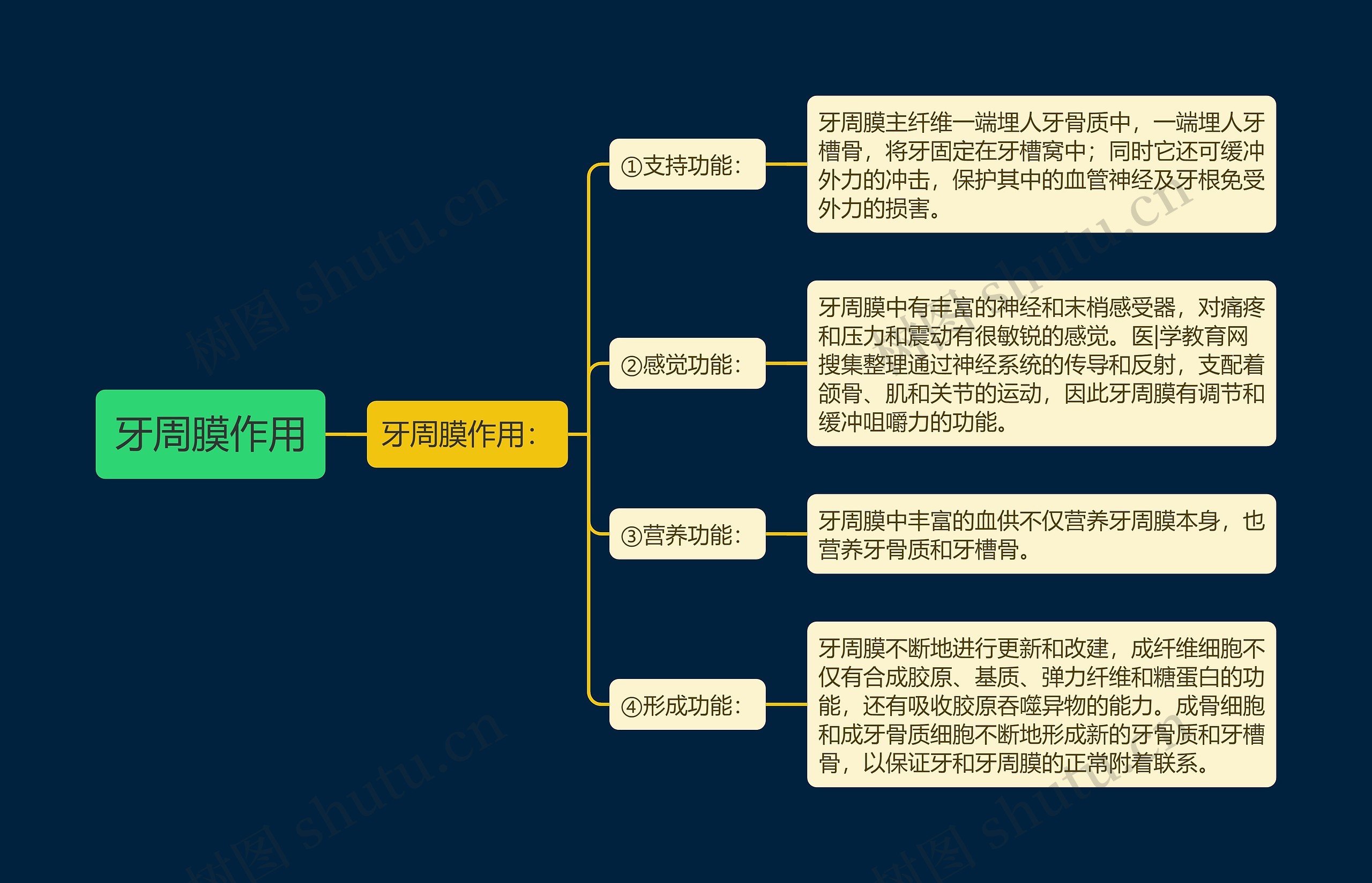 牙周膜作用思维导图