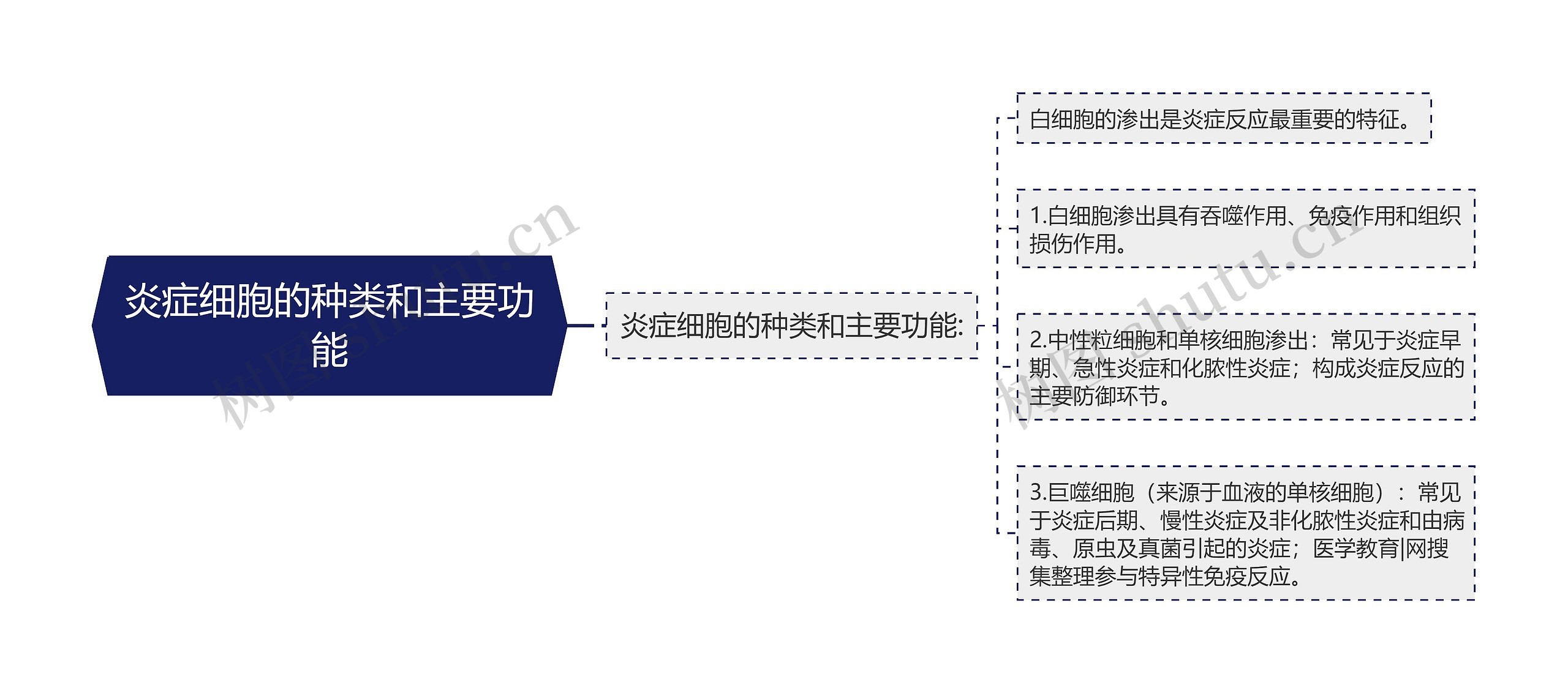 炎症细胞的种类和主要功能思维导图