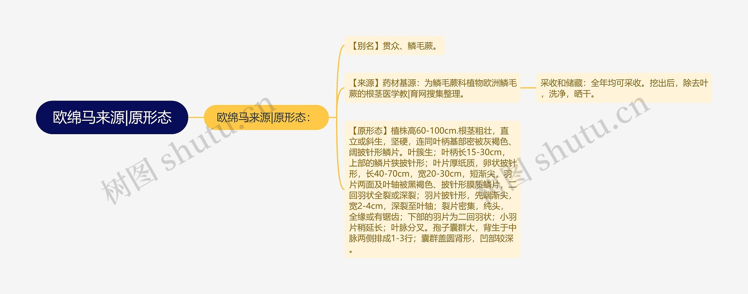 欧绵马来源|原形态 欧绵马来源|原形态