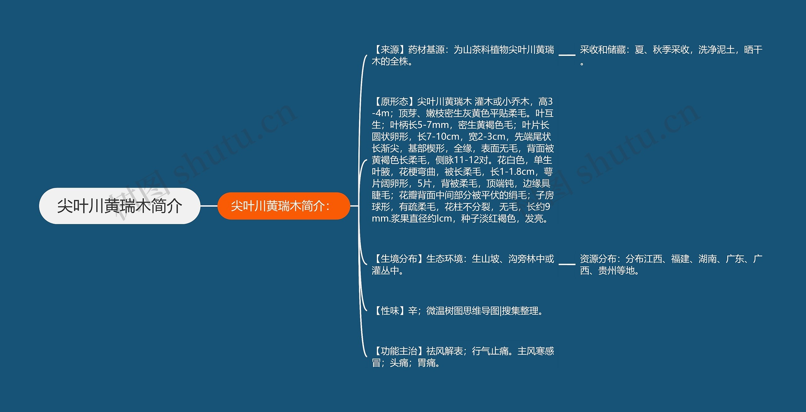 尖叶川黄瑞木简介思维导图