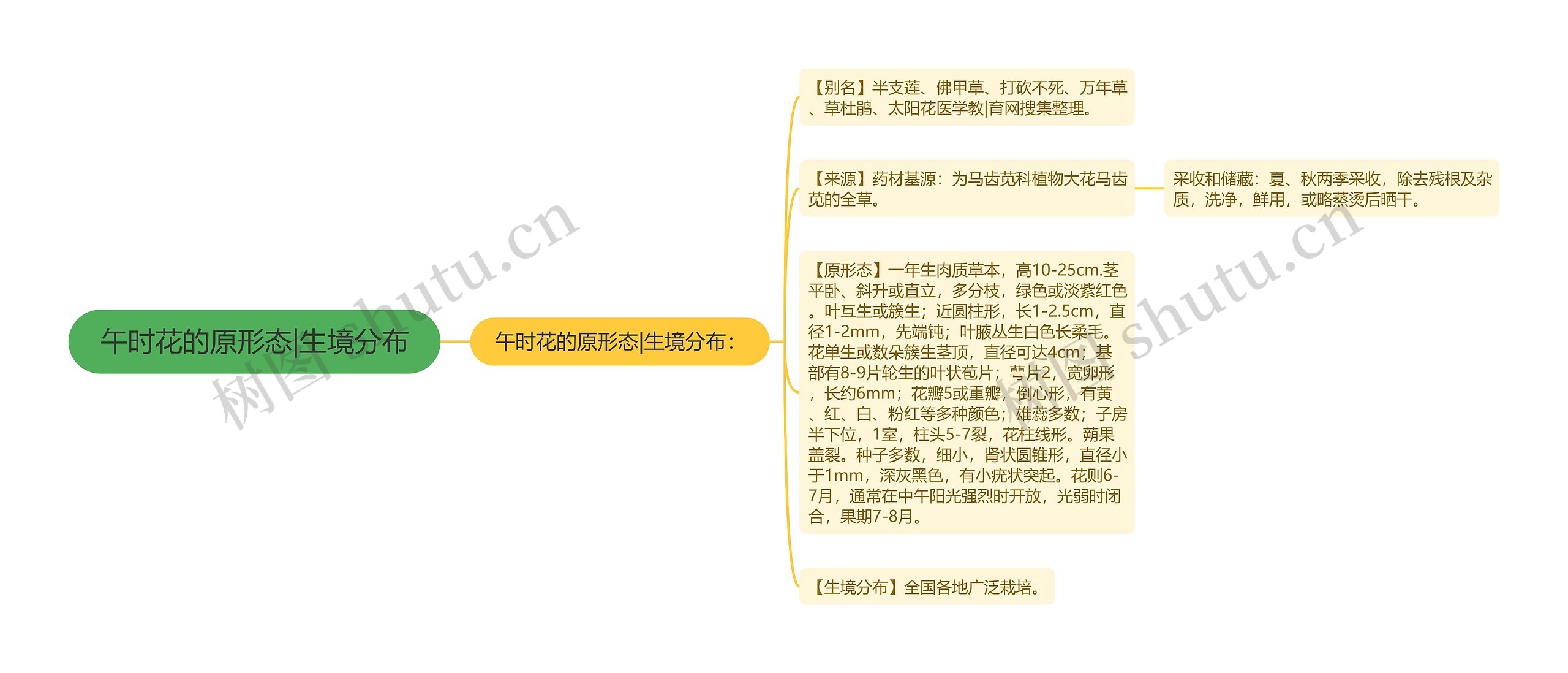 午时花的原形态|生境分布