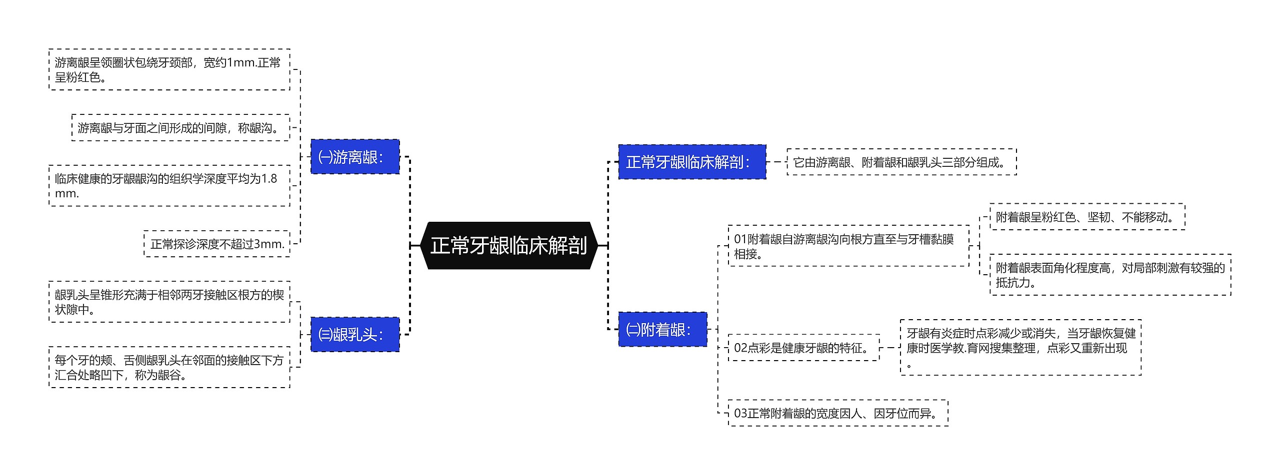 正常牙龈临床解剖