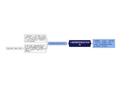 小肠的解剖位置及形态结构